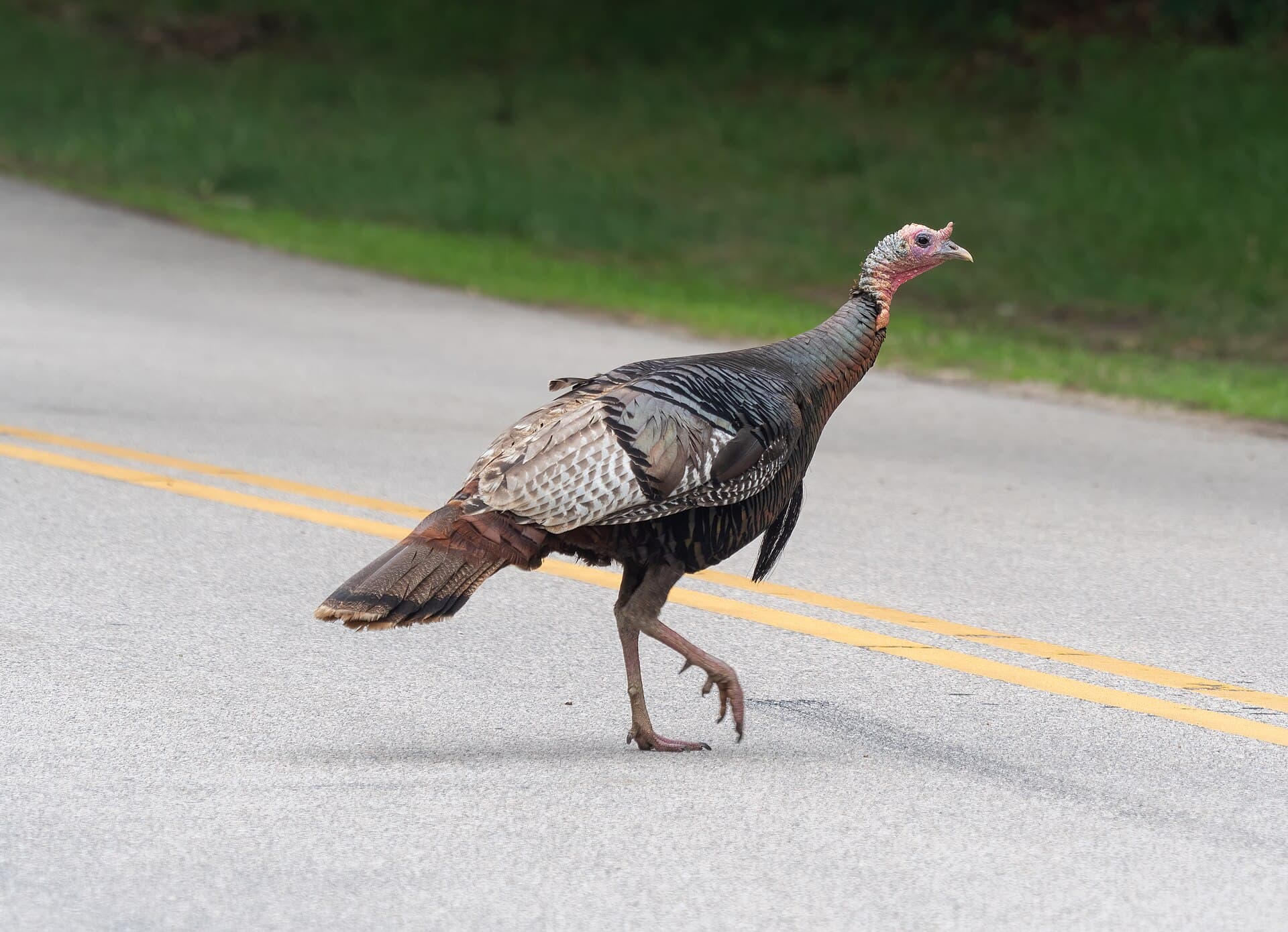 Kalkoen (Meleagris gallopavo) - Wild turkey crossing the road by Trustom Pond (12584)
