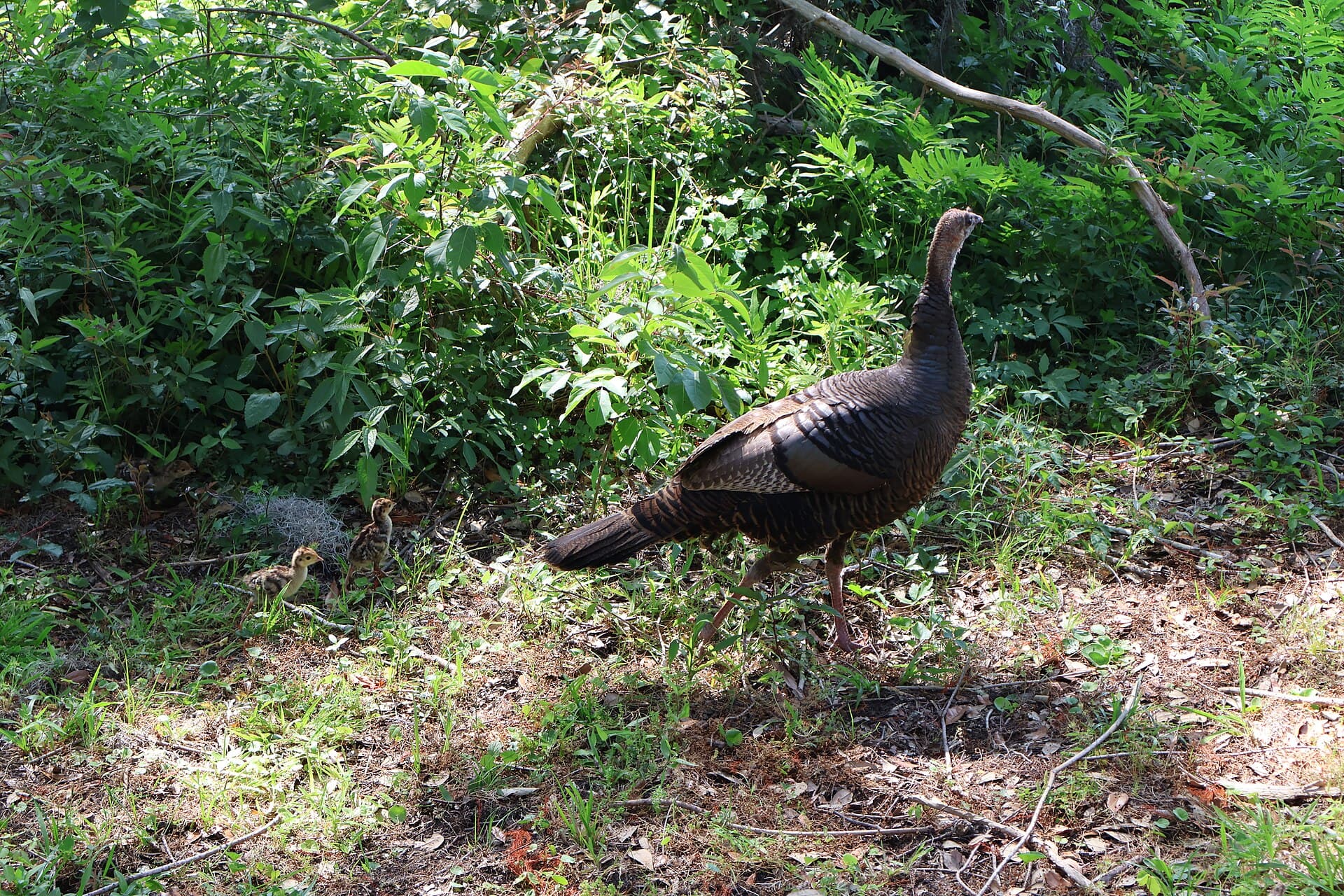 Kalkoen (Meleagris gallopavo) - Eastern Wild Turkey with Her Chicks at Brookgreen Gardens 04