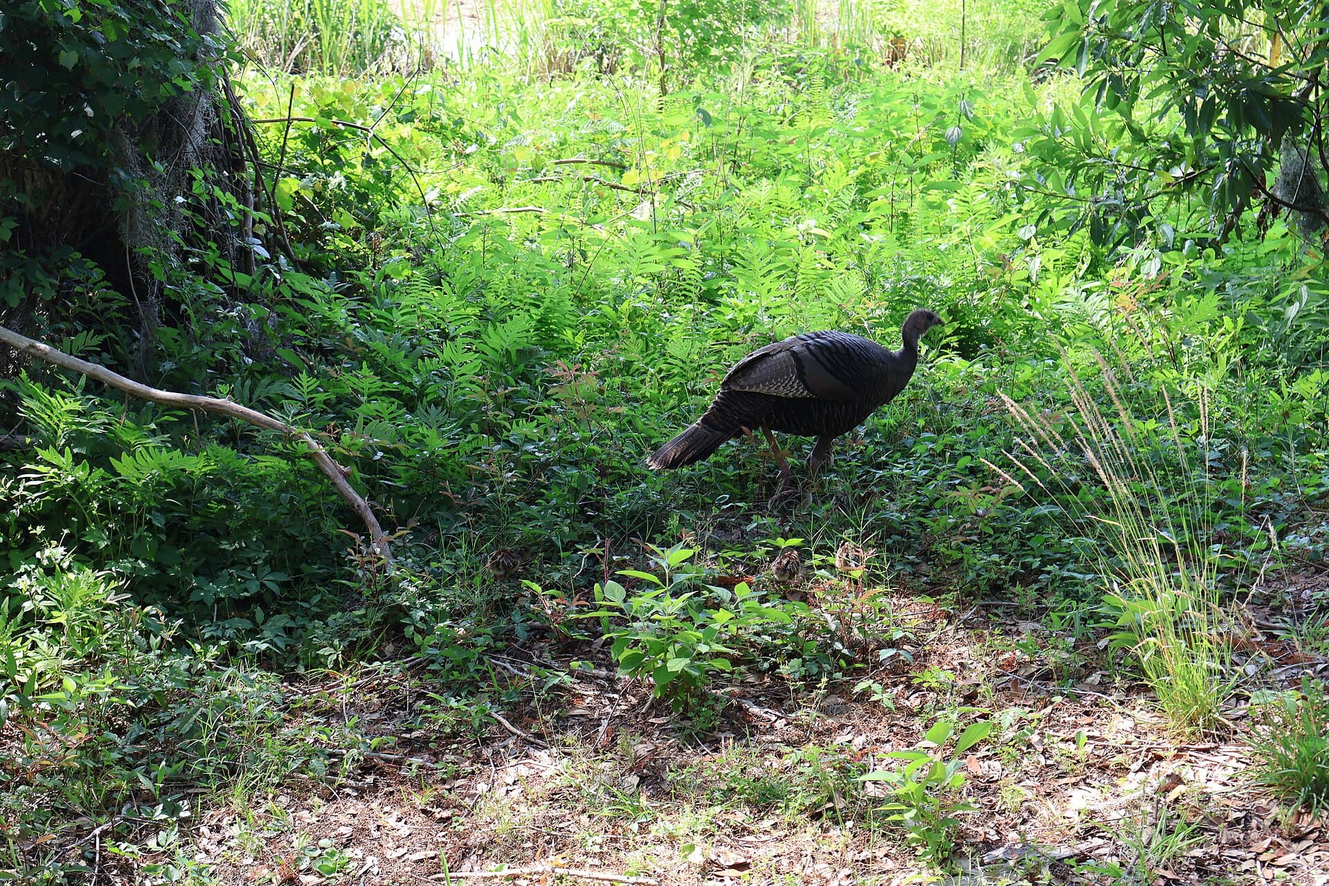 Kalkoen (Meleagris gallopavo) - Eastern Wild Turkey with Her Chicks at Brookgreen Gardens 06