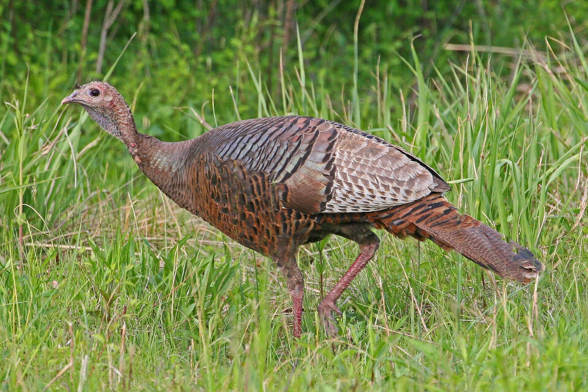 Kalkoen (Meleagris gallopavo) - Wild Turkey (female) - Meleagris gallopavo, Occoquan Bay National Wildlife Refuge, Woodbridge, Virginia