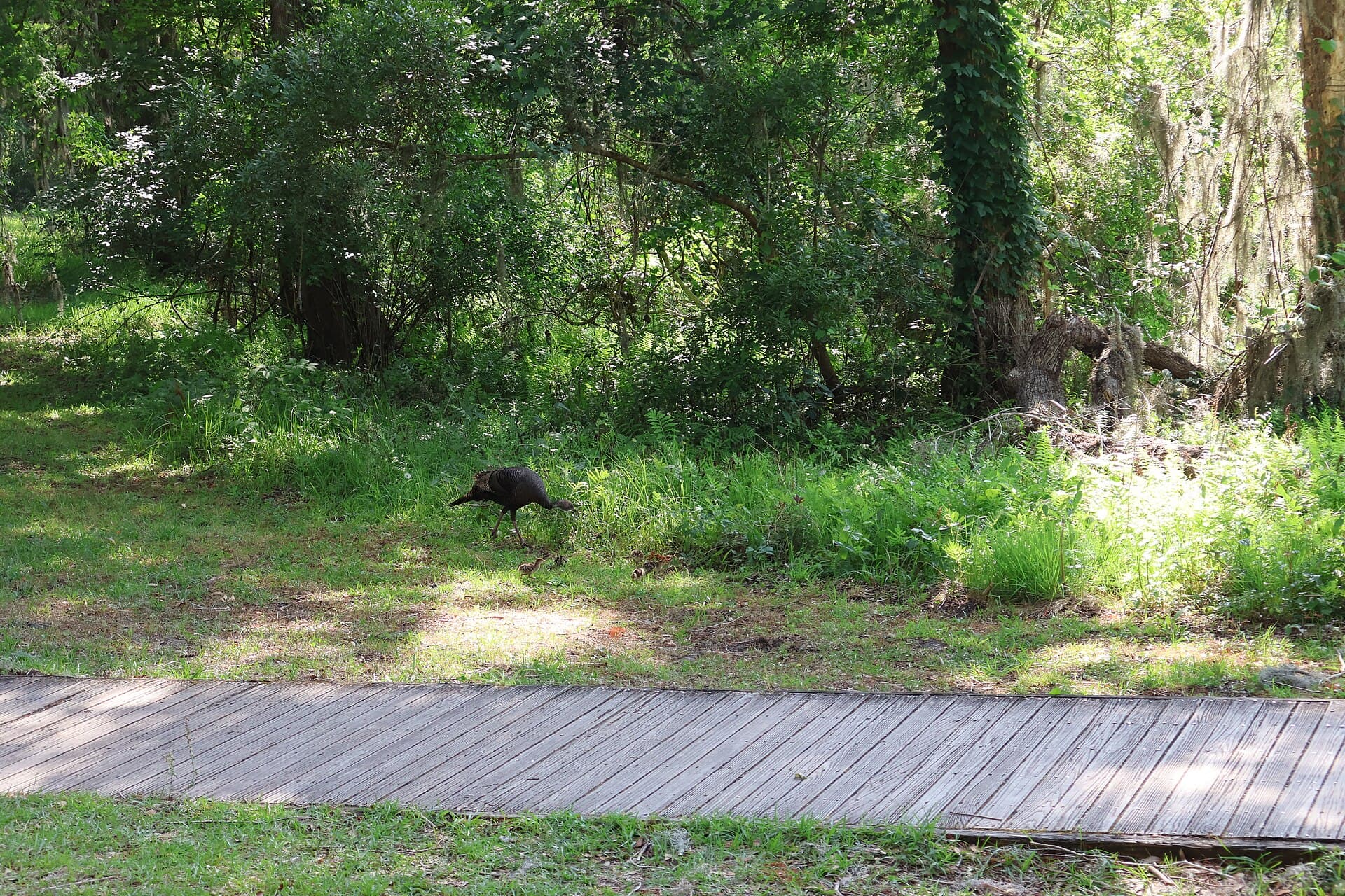 Kalkoen (Meleagris gallopavo) - Eastern Wild Turkey with Her Chicks at Brookgreen Gardens 02