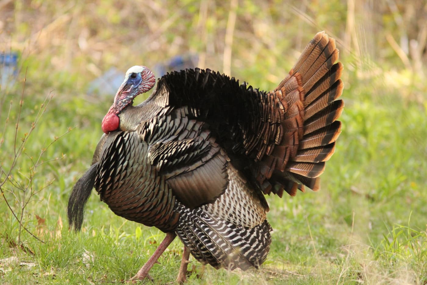 Kalkoen (Meleagris gallopavo) - Wild Turkey, Creekside Park, 8 May 2014 (14145843695)