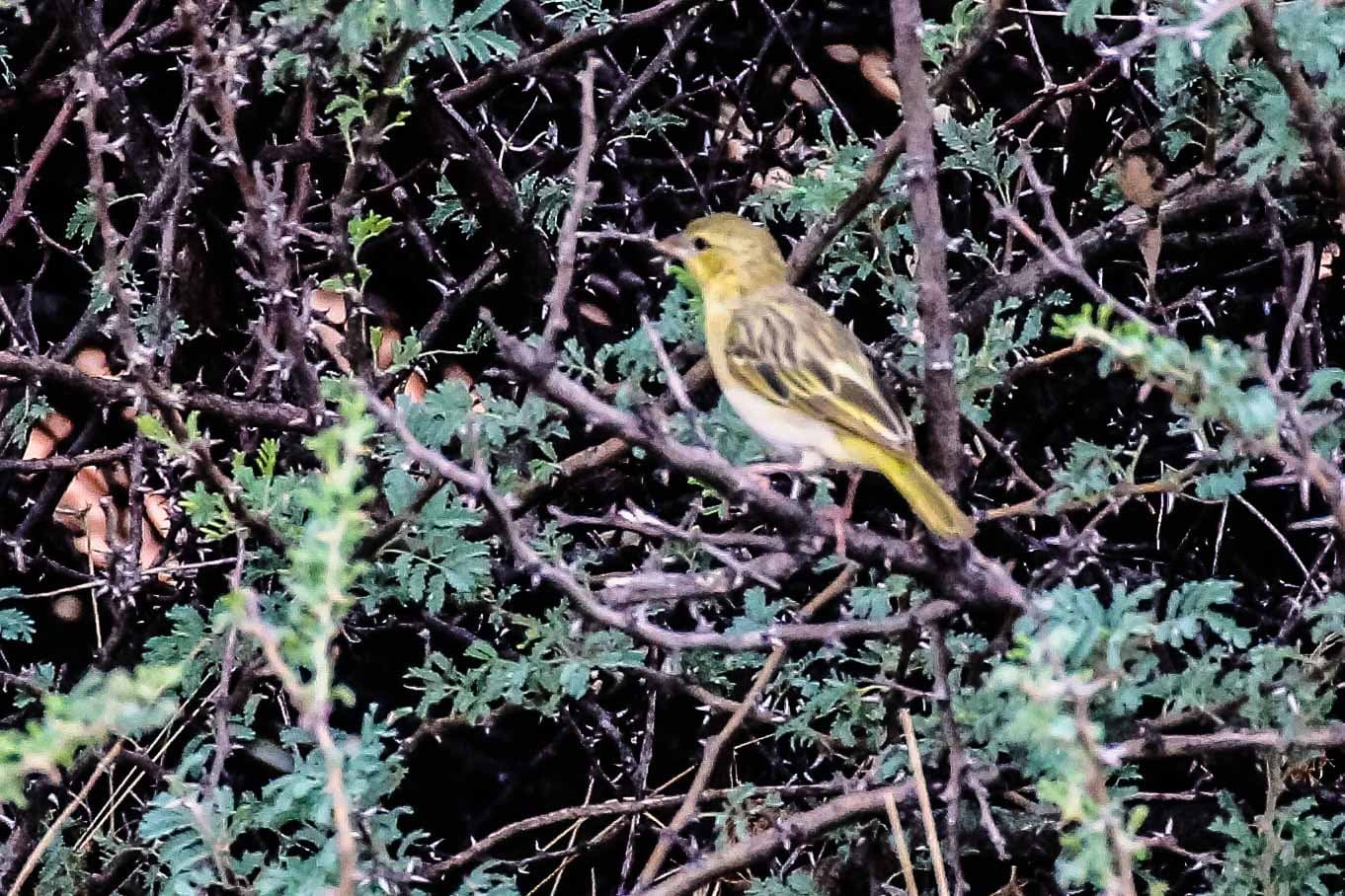 Kanarie (Serinus canaria) - Yellow canary-0866 - Flickr - Ragnhild & Neil Crawford