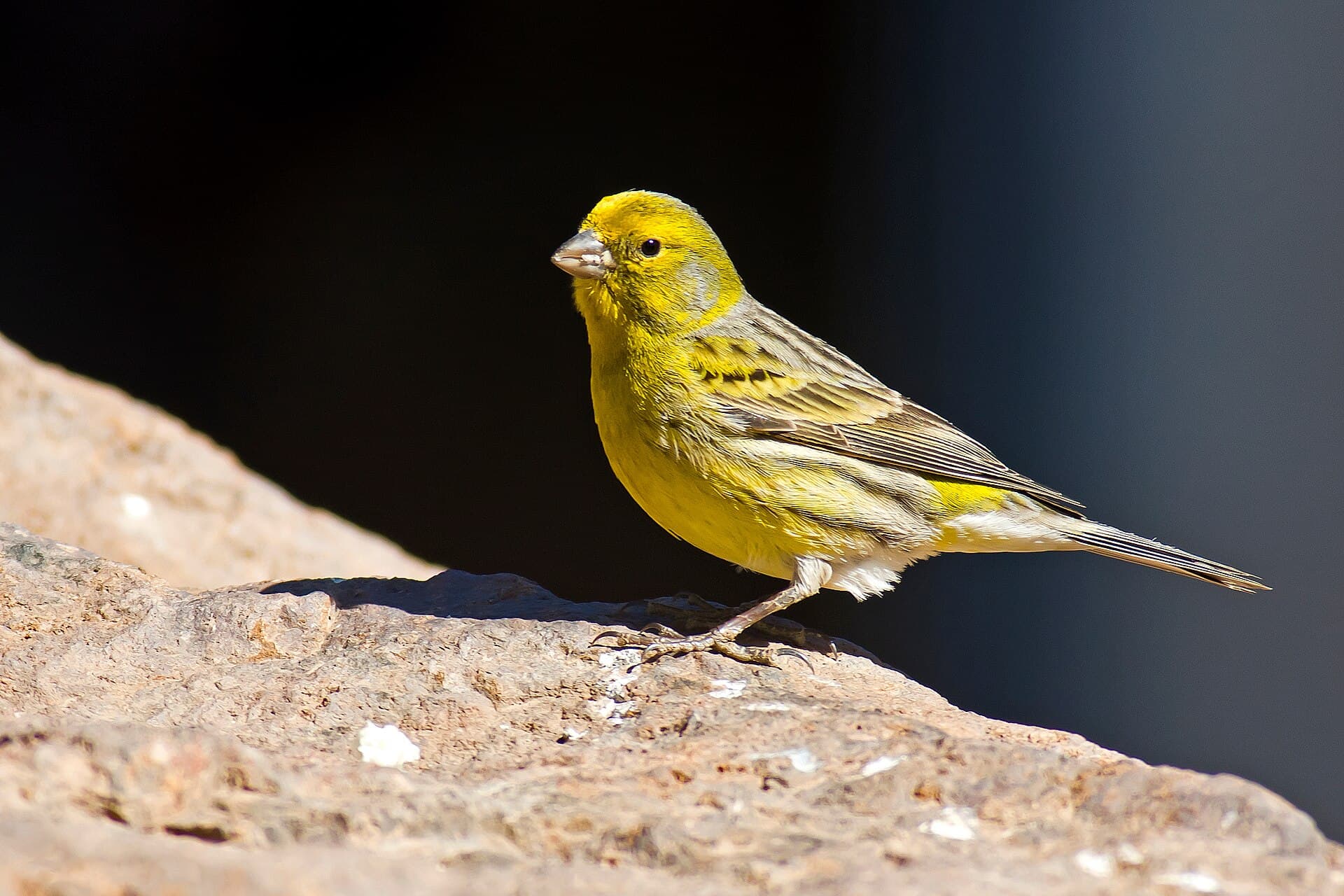 Kanarie (Serinus canaria) - Serinus canaria -Parque Rural del Nublo, Gran Canaria, Spain -male-8a