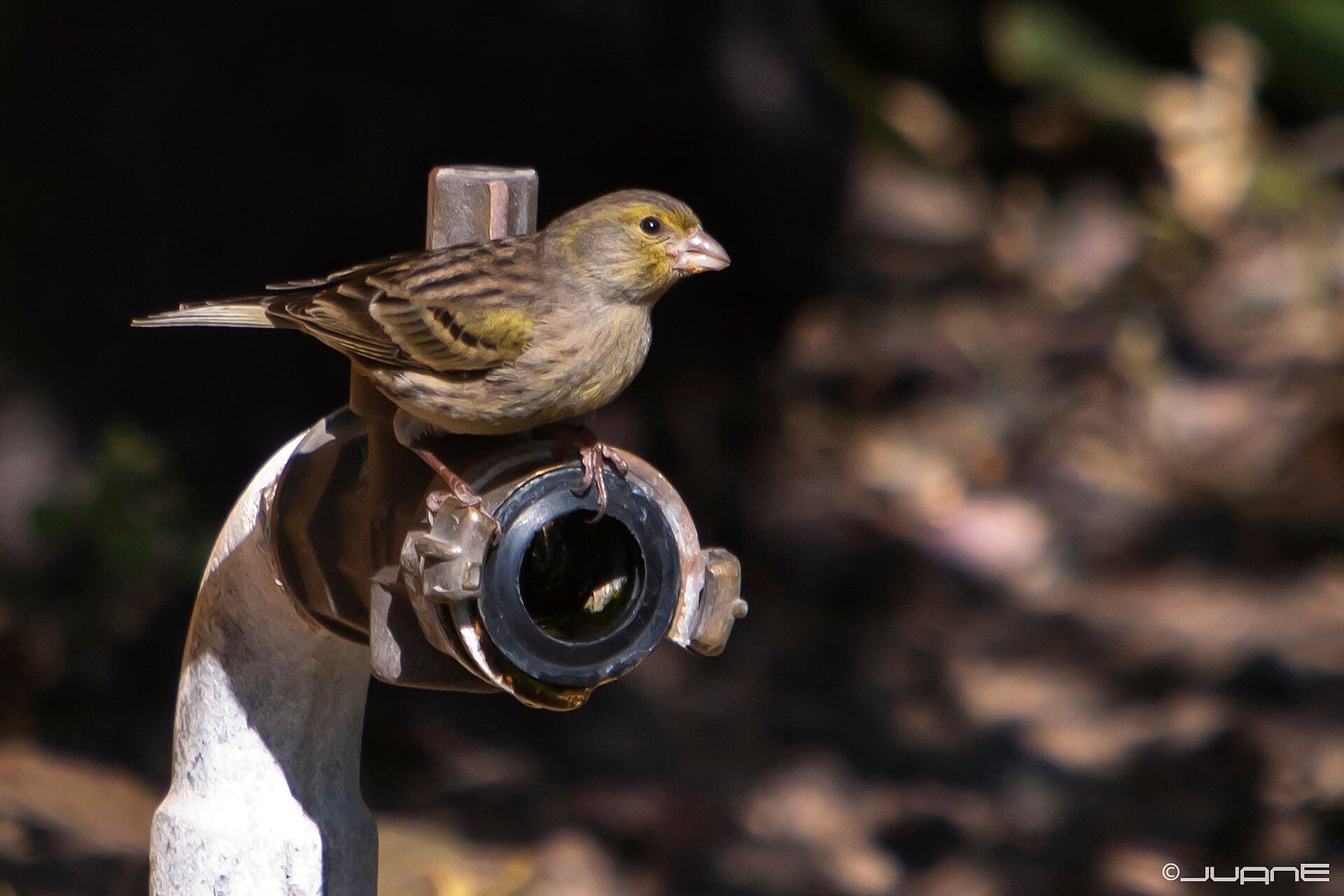 Kanarie (Serinus canaria) - Canario silvestre, Serinus canarius (6669163261)