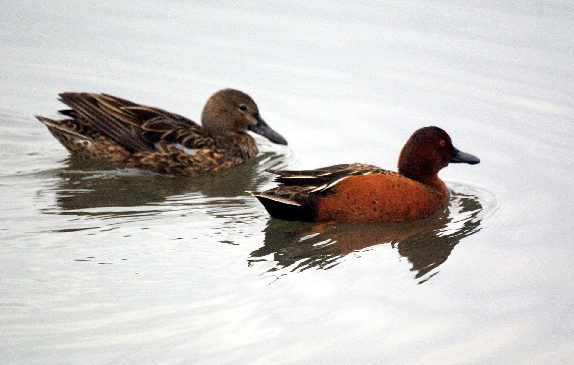 Kaneeltaling (Spatula cyanoptera) - Cinnamon Teals- San Joaquin Wildlife Sanctuary (4415880412)