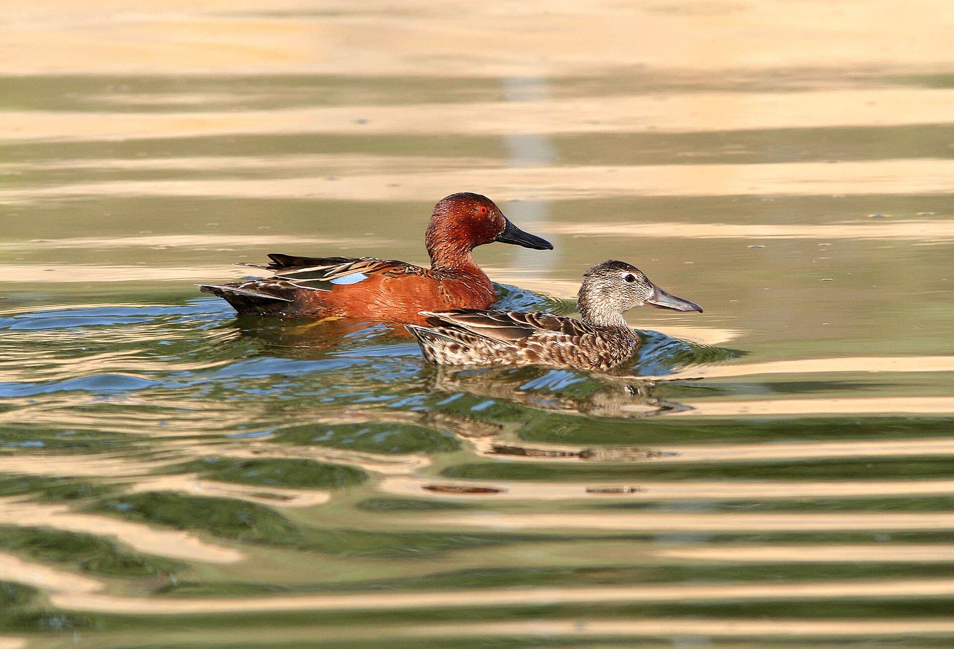 Kaneeltaling (Spatula cyanoptera) - 033 - CINNAMON TEAL (4-25-07) sloco, ca (2) (8711195637)