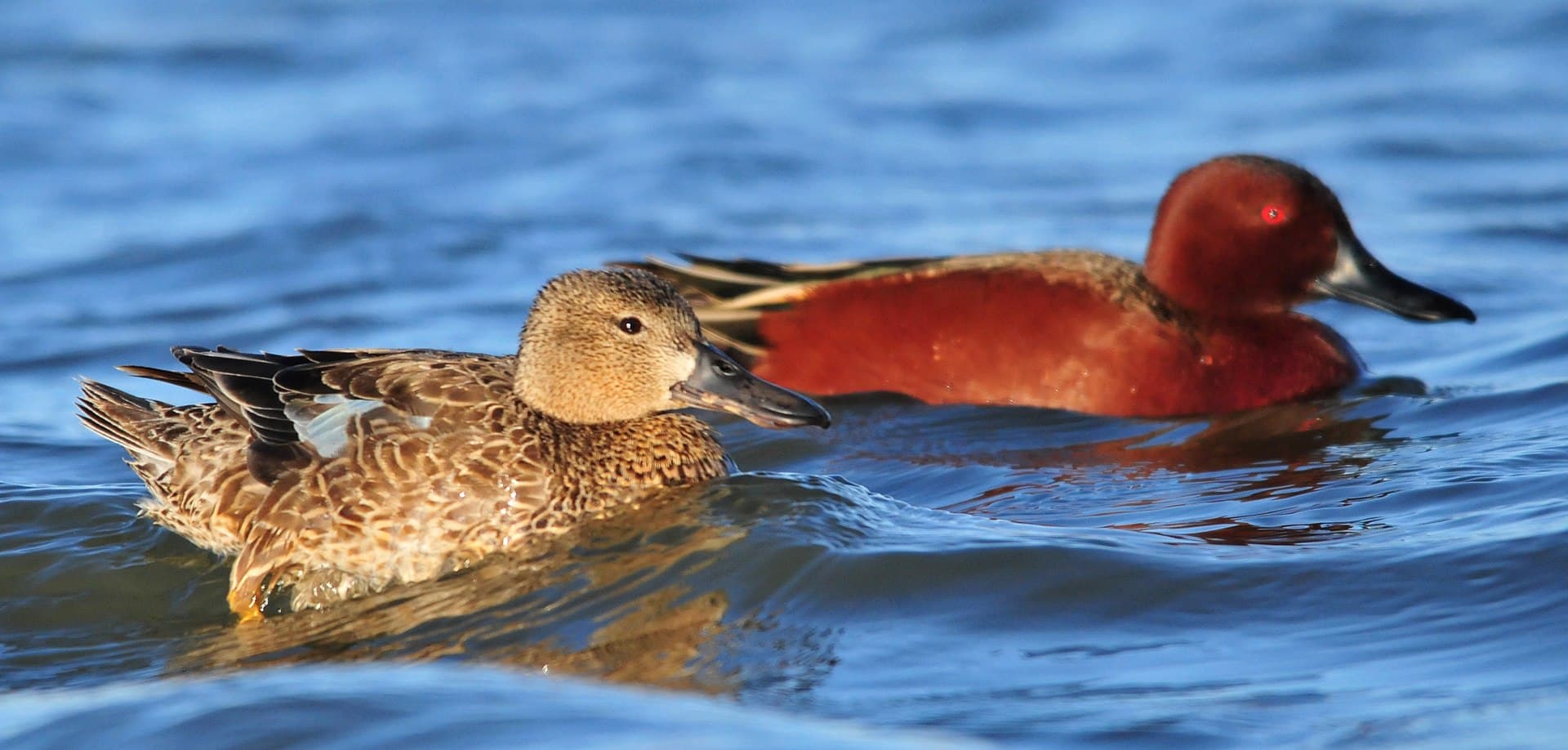 Kaneeltaling (Spatula cyanoptera) - Cinnamon Teal Pair Seedskadee NWR (16990759175)