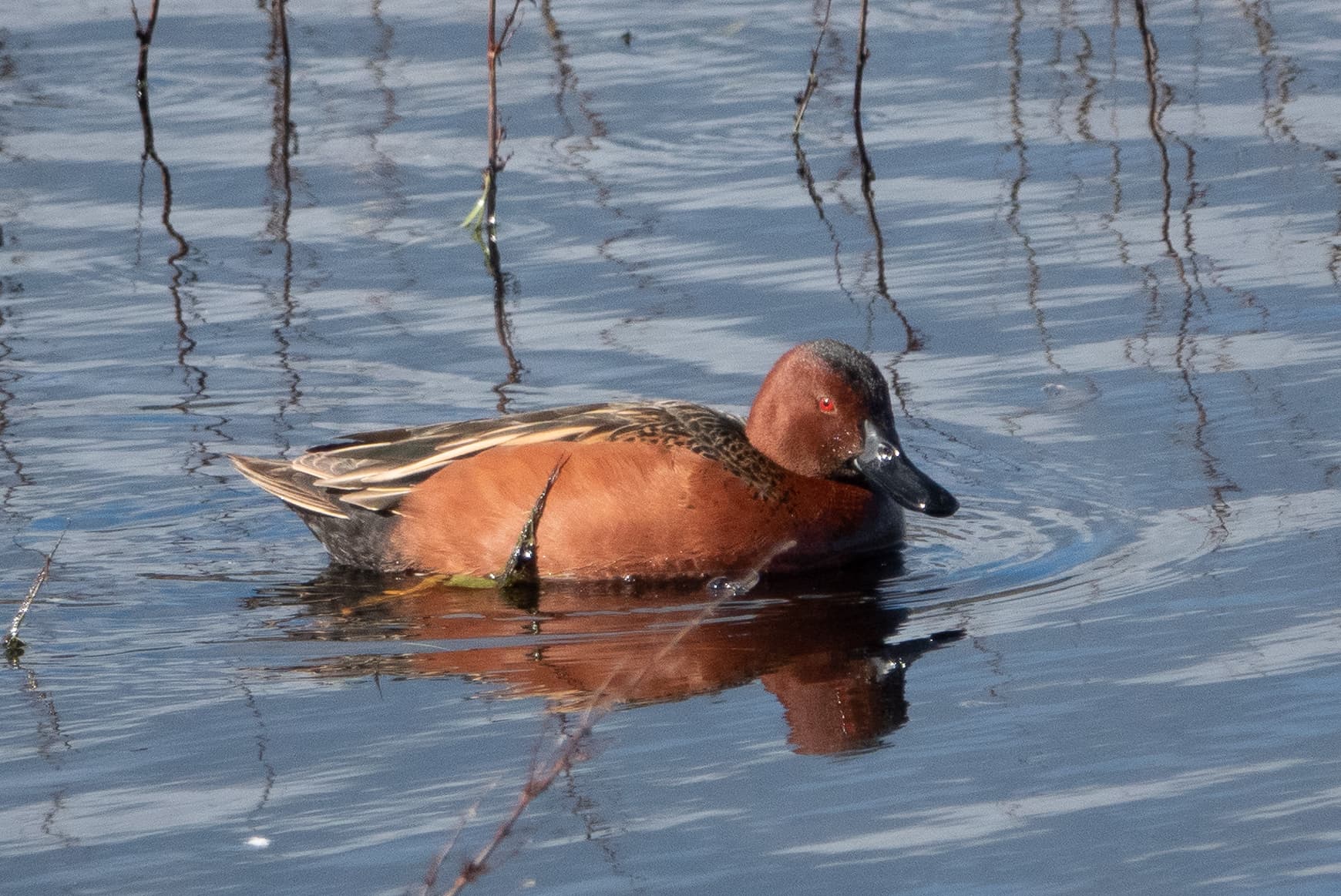 Kaneeltaling (Spatula cyanoptera) - Cinnamon Teal Las Galinas WWTP Marin CA 2019-02-06 13-24-39 (48015938267)