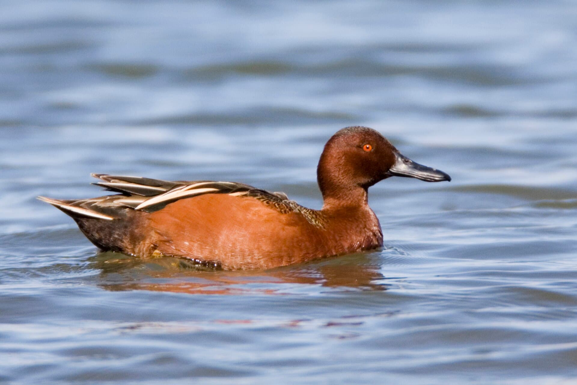 Kaneeltaling (Spatula cyanoptera) - Cinnamon Teal - mating sequence, Los Osos (Cuesta by the Sea Inl