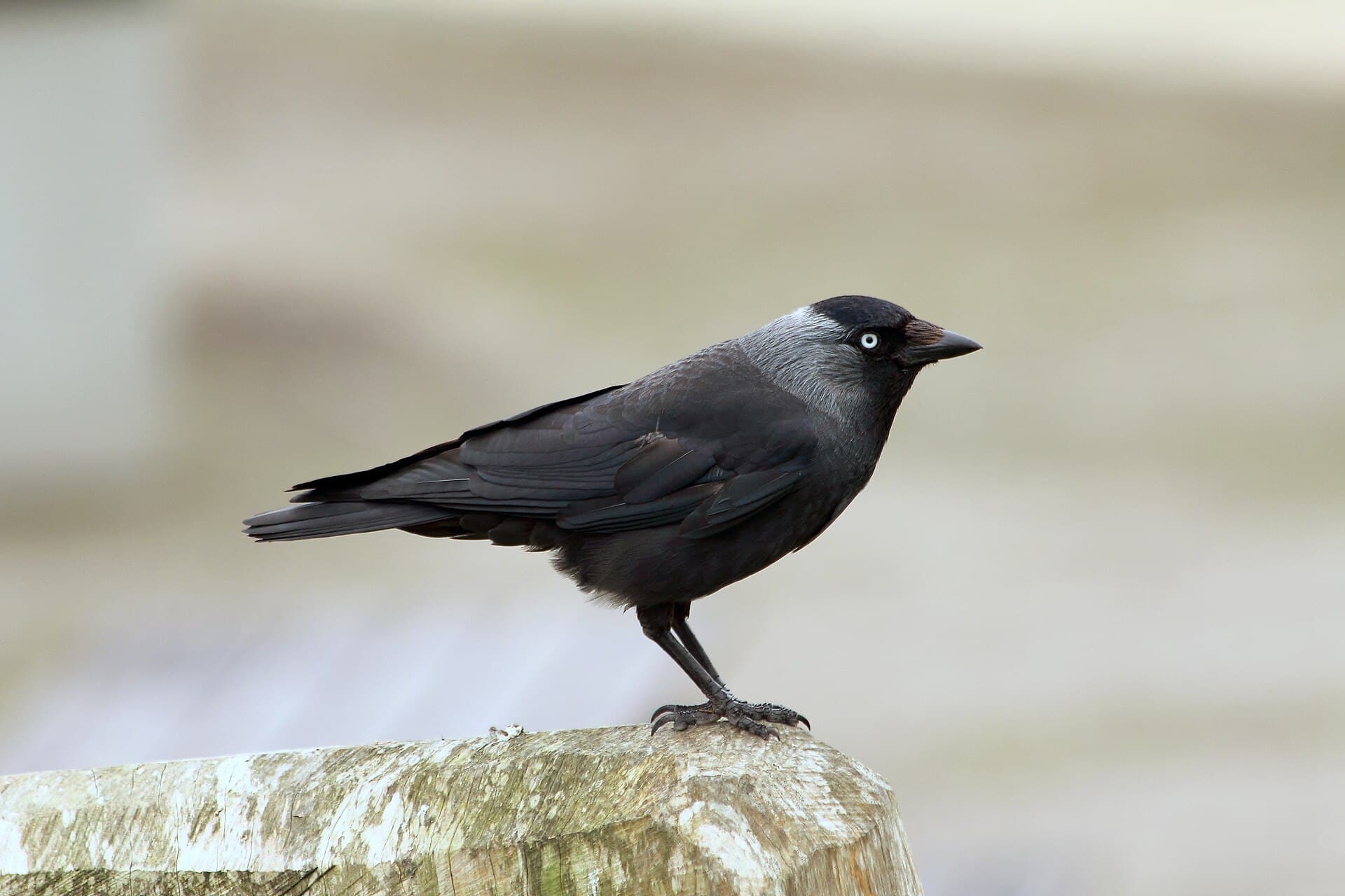 kauw (Coloeus monedula) - Jackdaw (7538518858)
