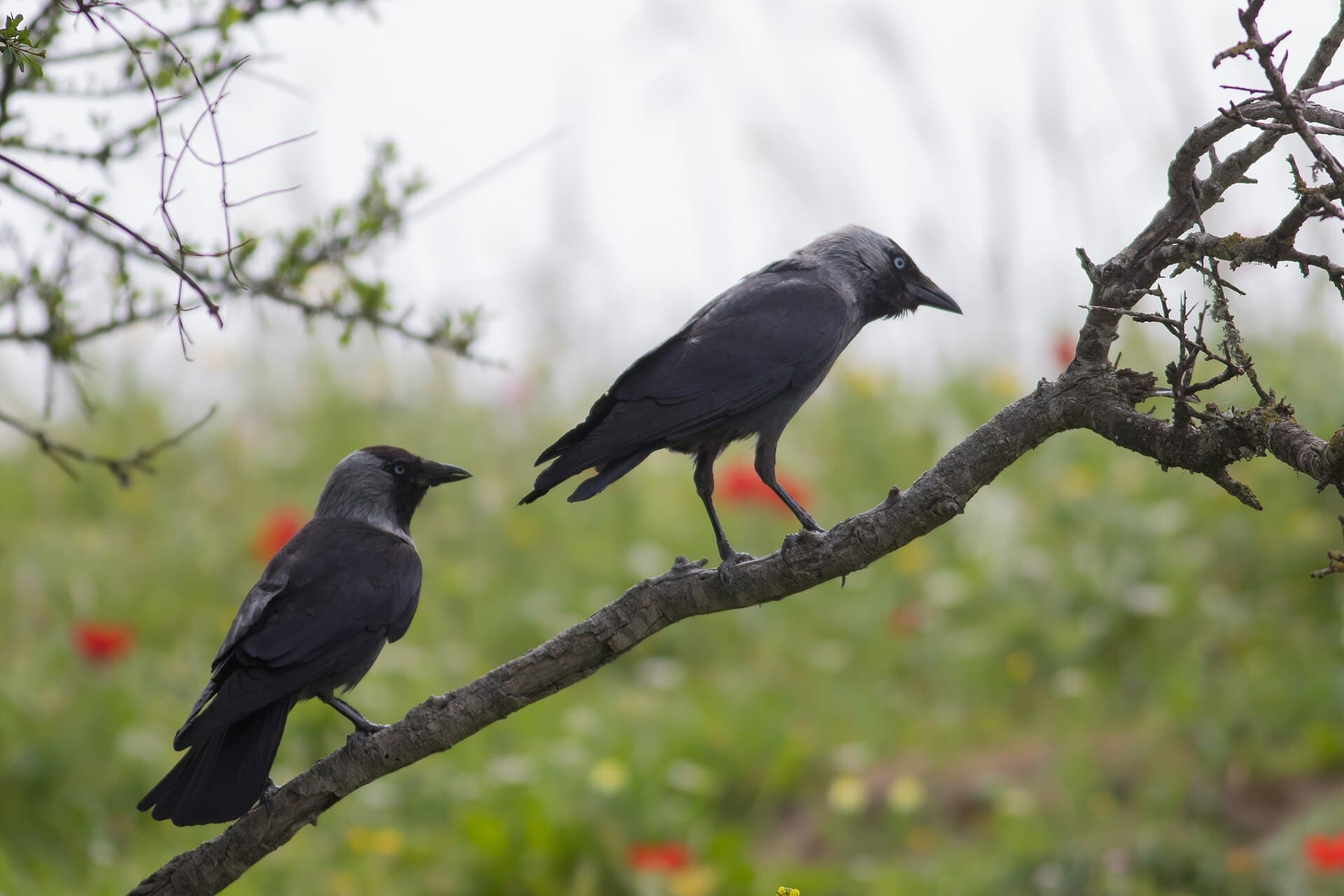 kauw (Coloeus monedula) - Corvus monedula, Israel 2