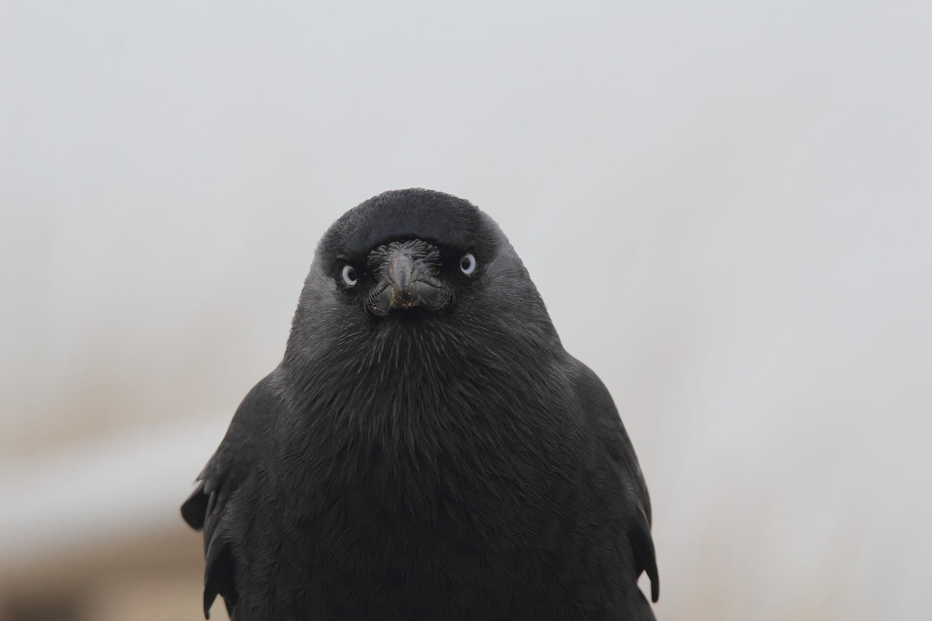 kauw (Coloeus monedula) - Vogel
