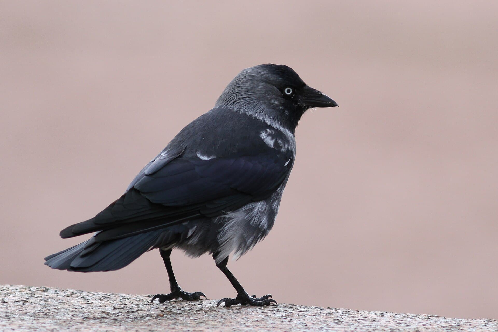 kauw (Coloeus monedula) - CROP. Corvus monedula, naakka, Naantalin hautausmaa, Naantali, 8.11.2011.