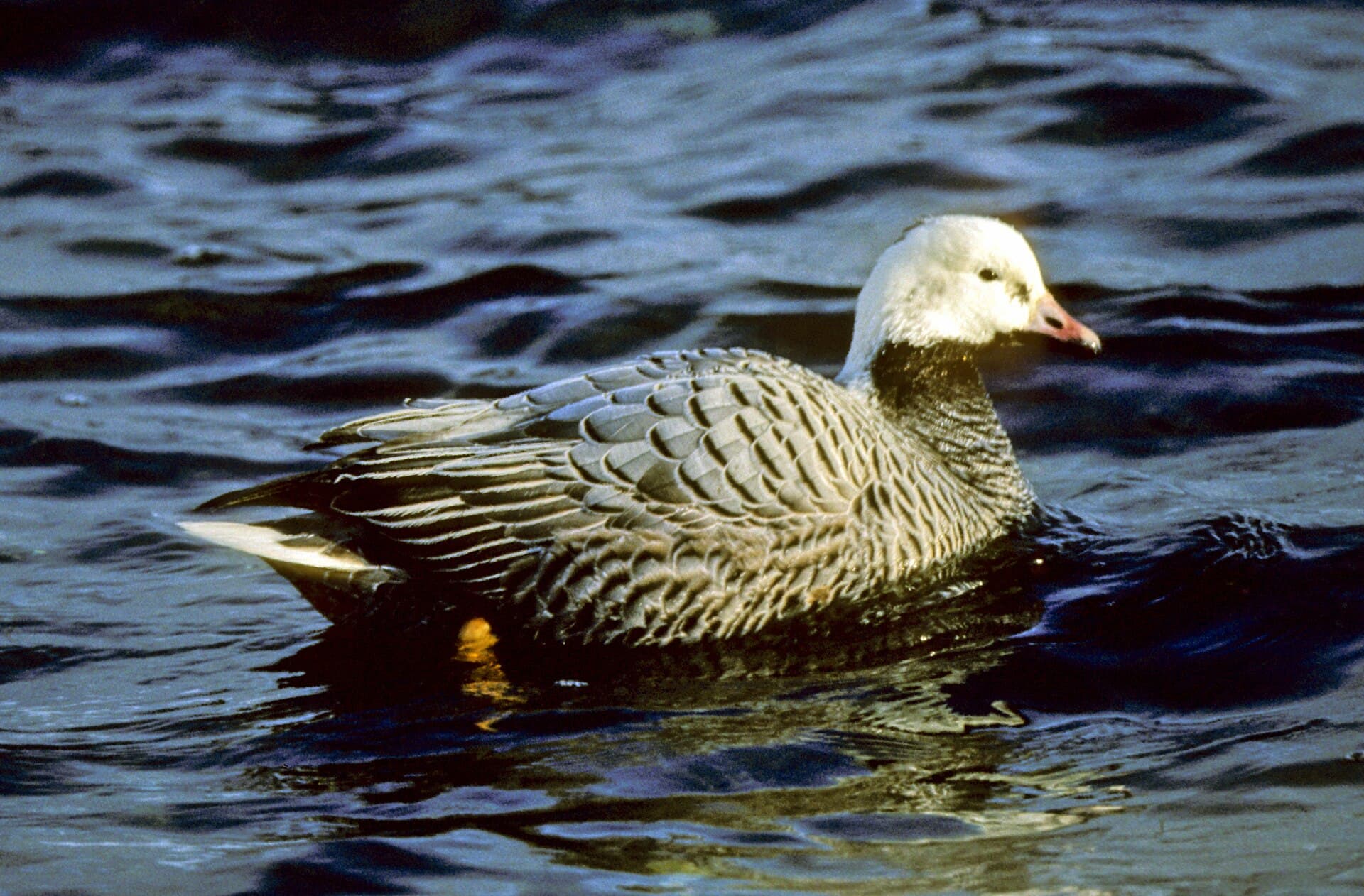 Keizergans (Anser canagicus) - Chen canagica Adak Island 1
