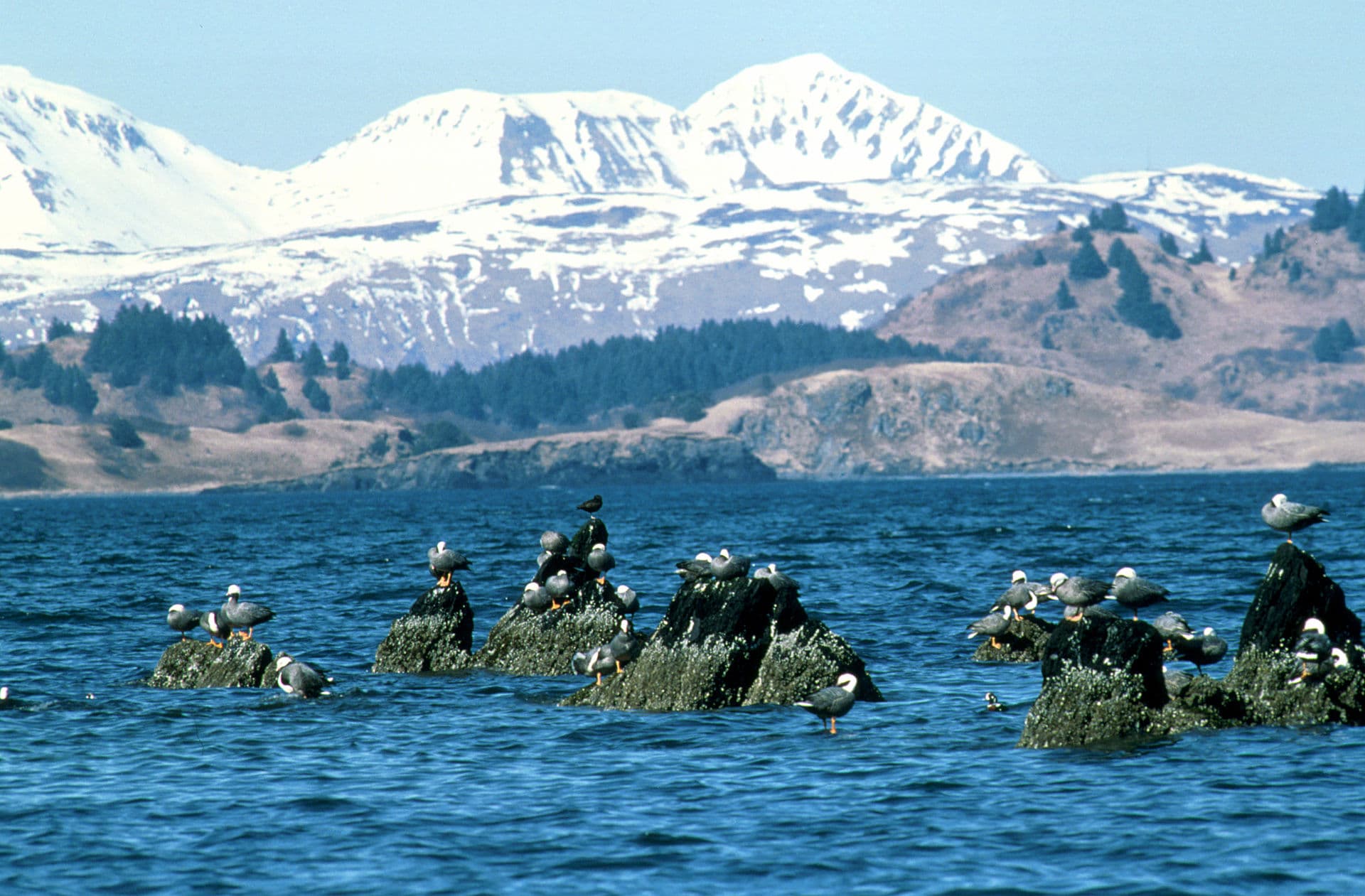 Keizergans (Anser canagicus) - Emperor Geese Kodiak NWR