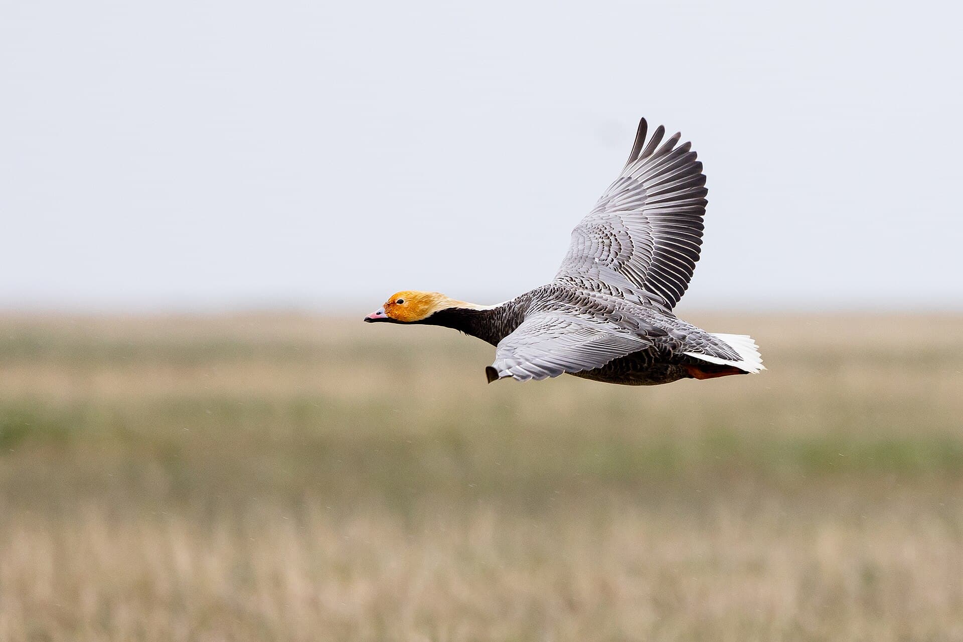 Keizergans (Anser canagicus) - An emperor goose in flight (53706721602)