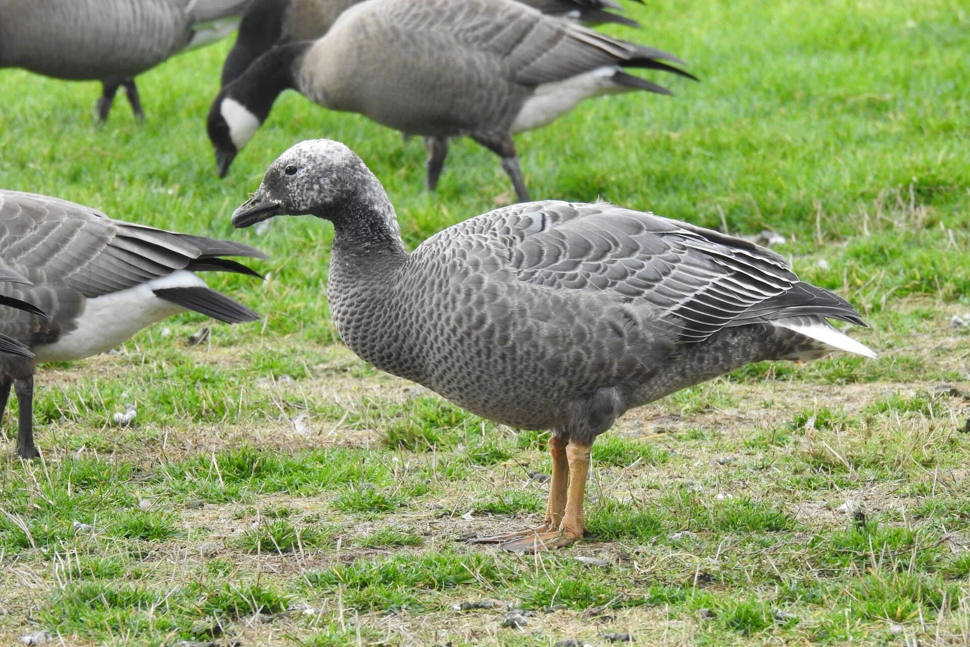 Keizergans (Anser canagicus) - Anser canagicus 164148421