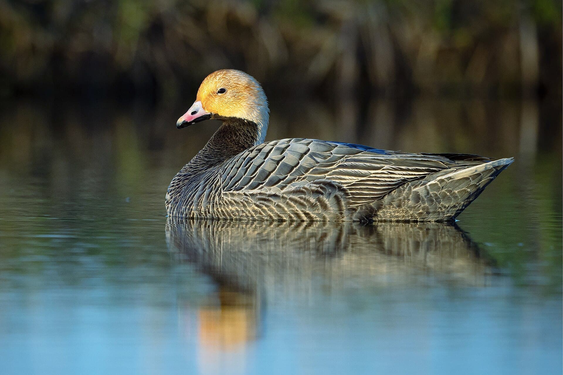 Keizergans (Anser canagicus) - Emperor goose on a tundra pond (53707932863)