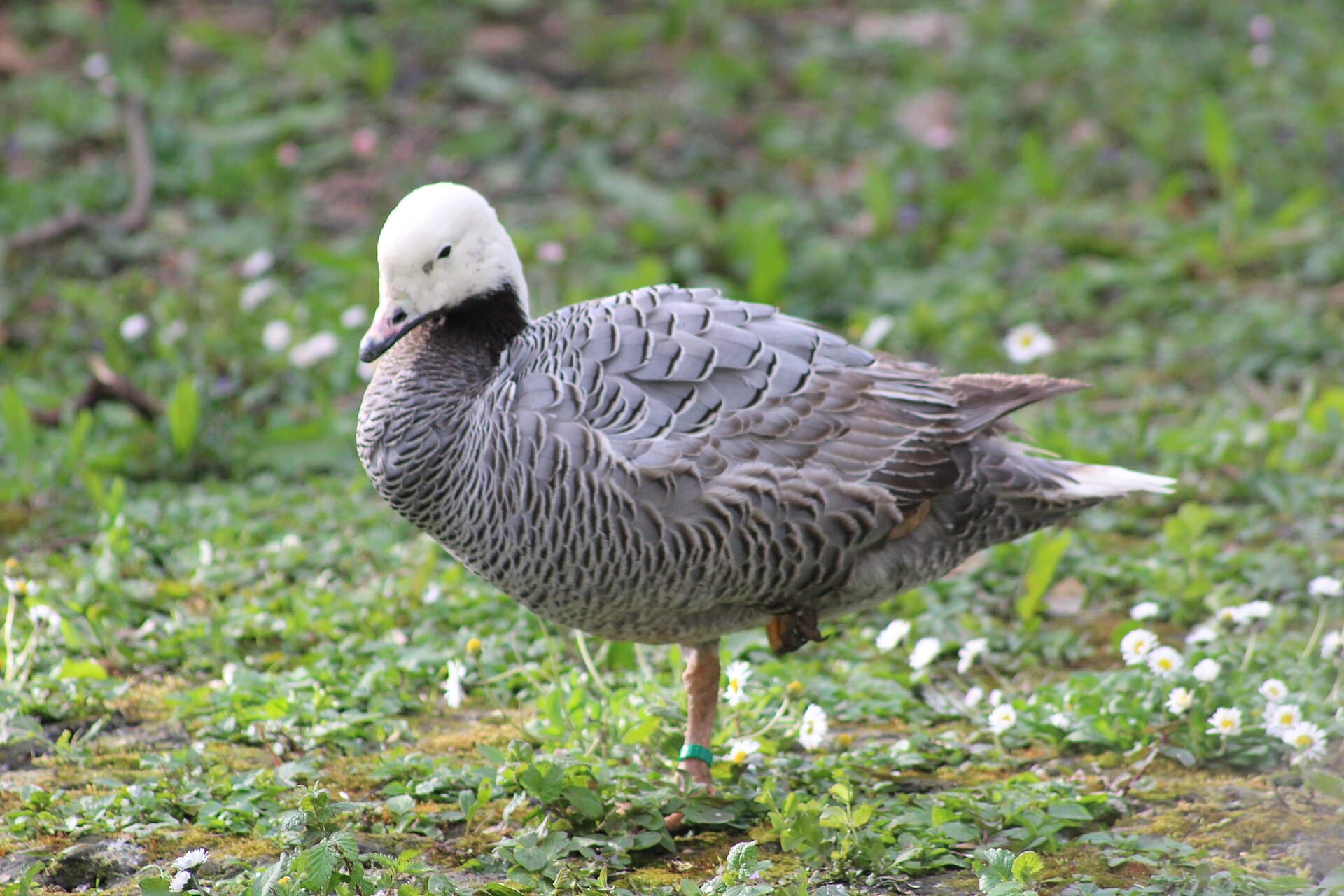 Keizergans (Anser canagicus) - Oie empereur 20220409 0720