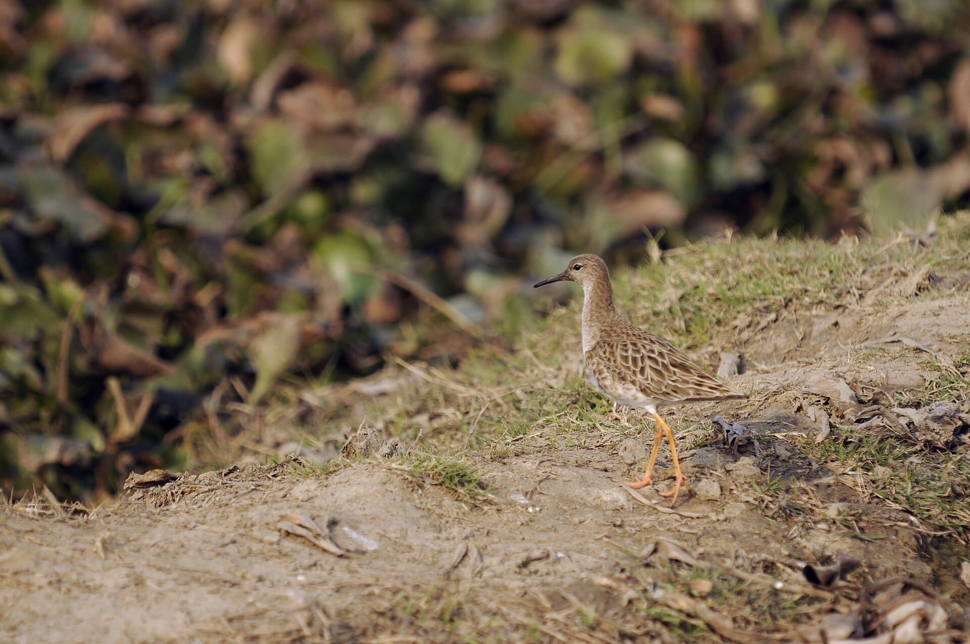 Kemphaan (Calidris pugnax) - Basai Wetland Gurgaon DSC9283 ruff