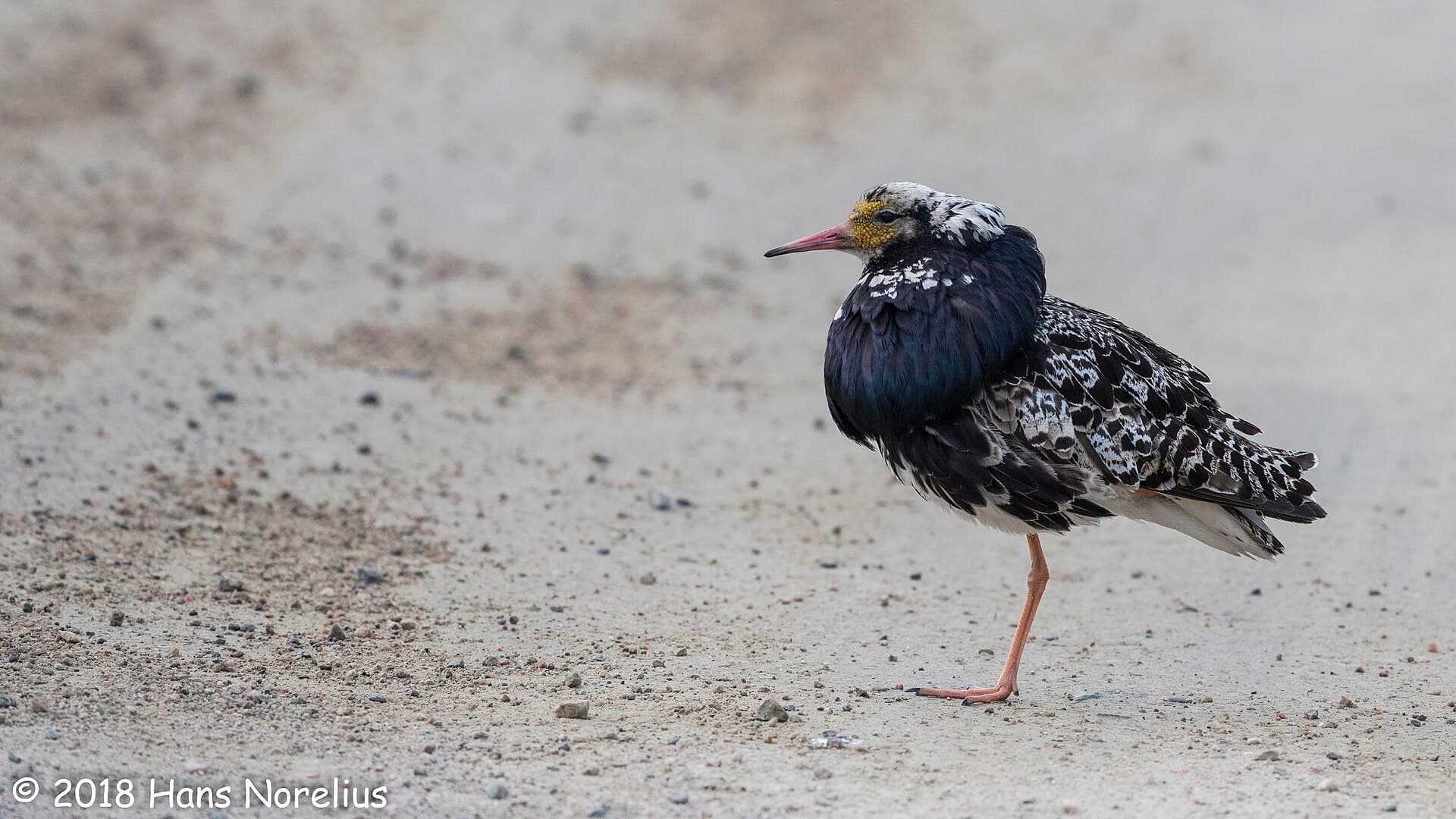 Kemphaan (Calidris pugnax) - Brushane, Pulsujärvi sameviste, Övre Soppero, Torne lappmark, May 2018 (44519721192)