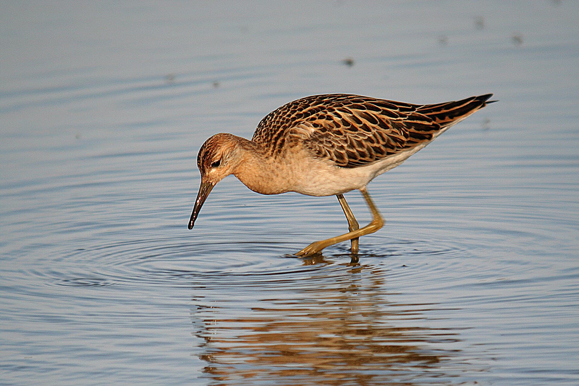 Kemphaan (Calidris pugnax) - RUFF (10-11-06)-3 (560788599)