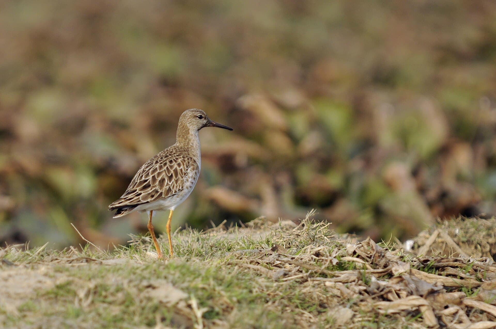 Kemphaan (Calidris pugnax) - Basai Wetland Gurgaon DSC9289 ruff