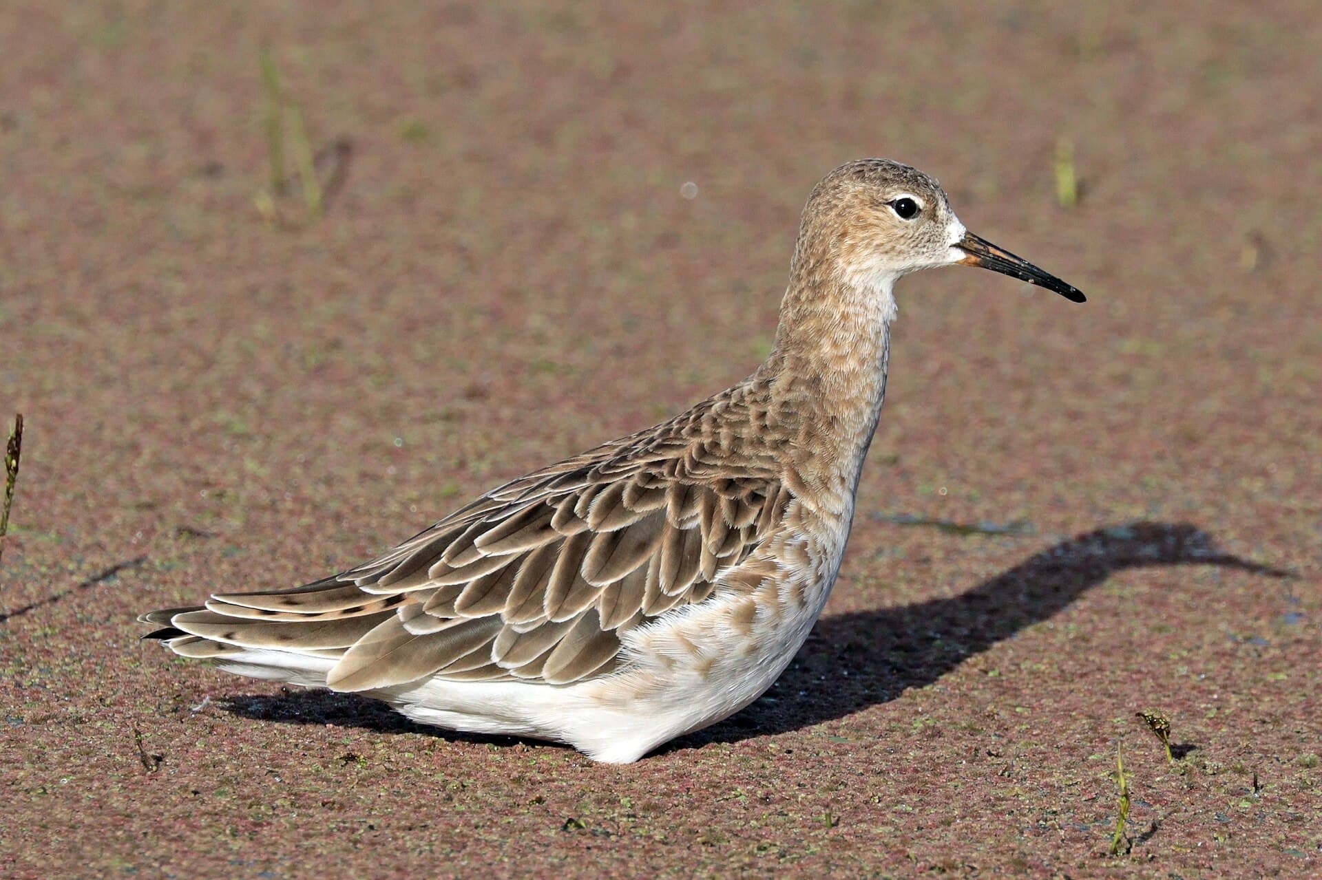 Kemphaan (Calidris pugnax) - Ruff (Calidris pugnax), non-breeding, Lake Ziway, Ethiopia
