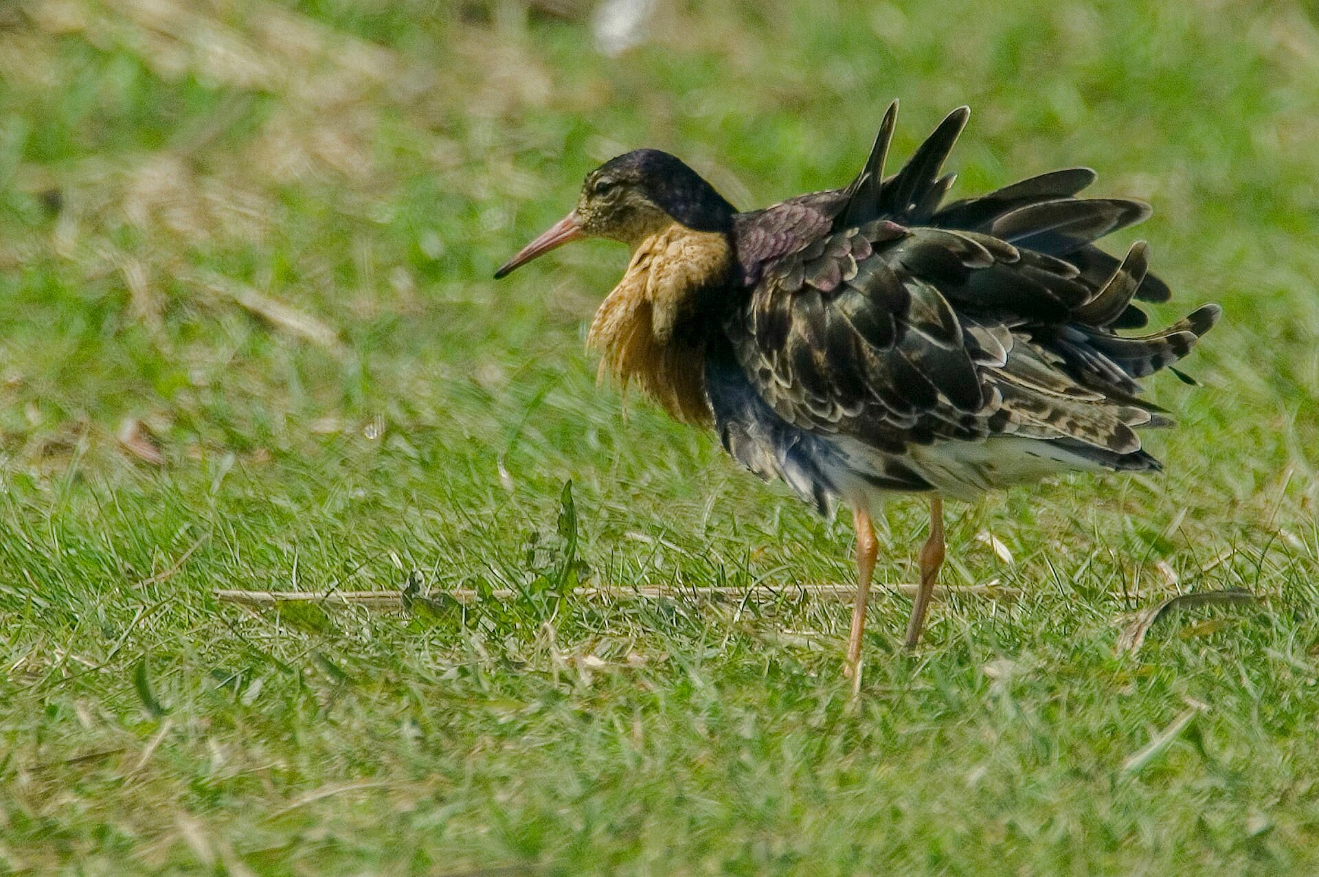 Kemphaan (Calidris pugnax) - Calidris pugnax 03(js)
