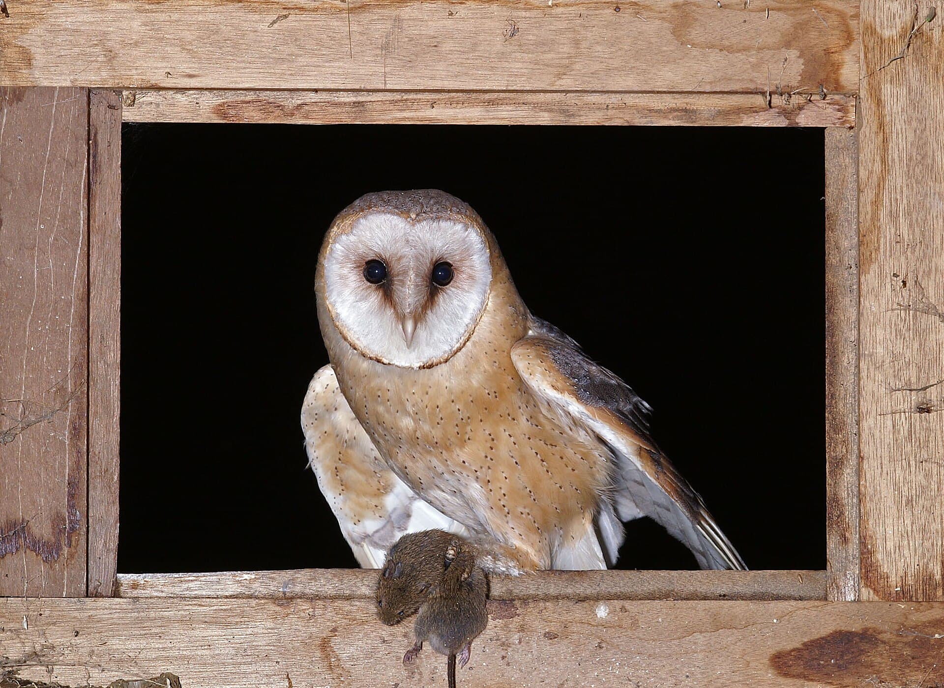 Kerkuil (Tyto alba) - Kerkuil André