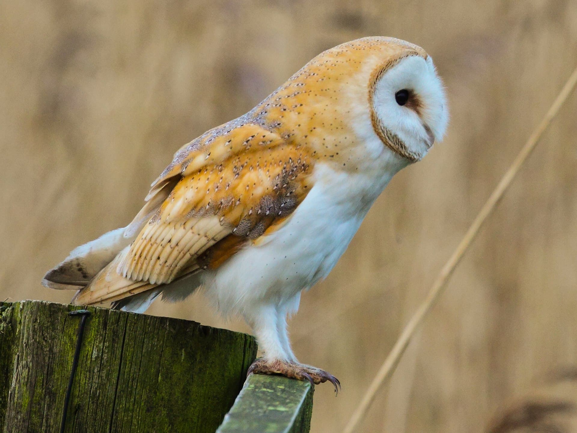 Kerkuil (Tyto alba) - Tyto alba tylluan wen detail