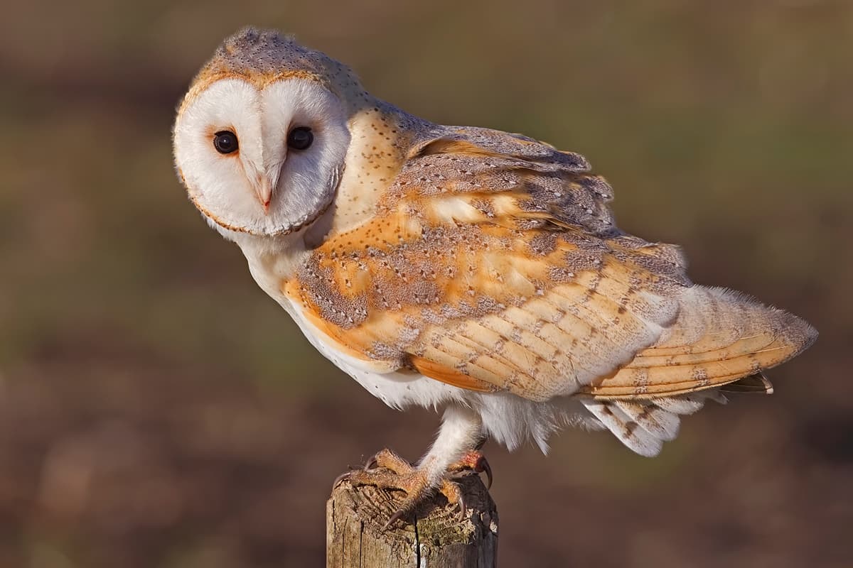Kerkuil (Tyto alba) - Barn Owl, Lancashire