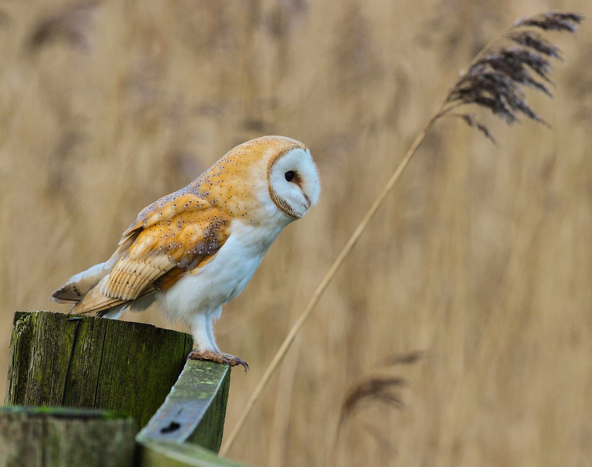 Kerkuil (Tyto alba) - Tyto alba tylluan wen