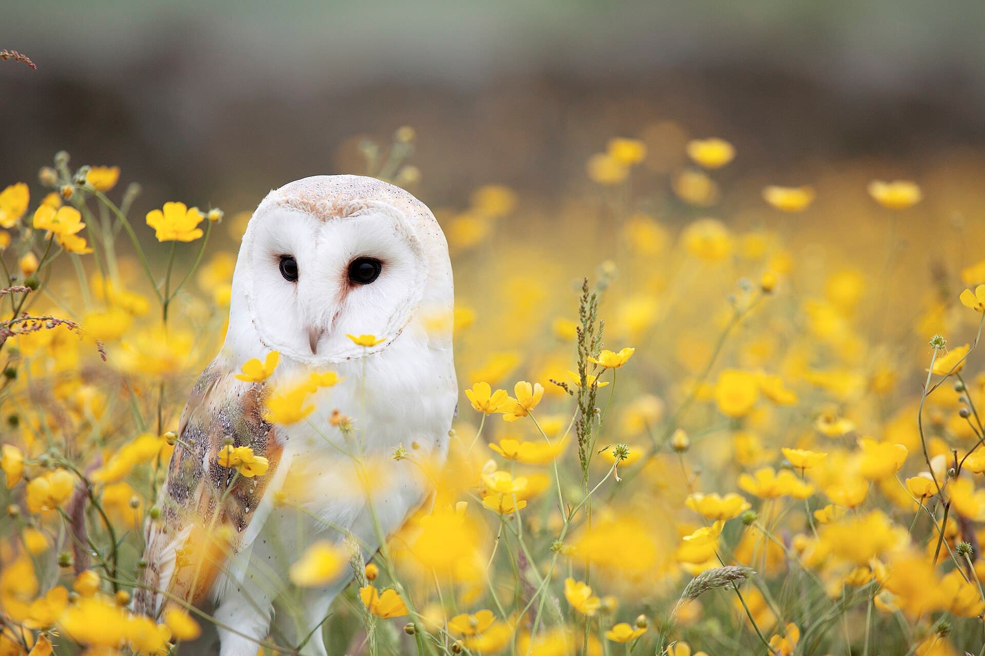 Kerkuil (Tyto alba) - Barn Owl, Manchester area, UK, by Andy Chilton 2016-07-06 (Unsplash)