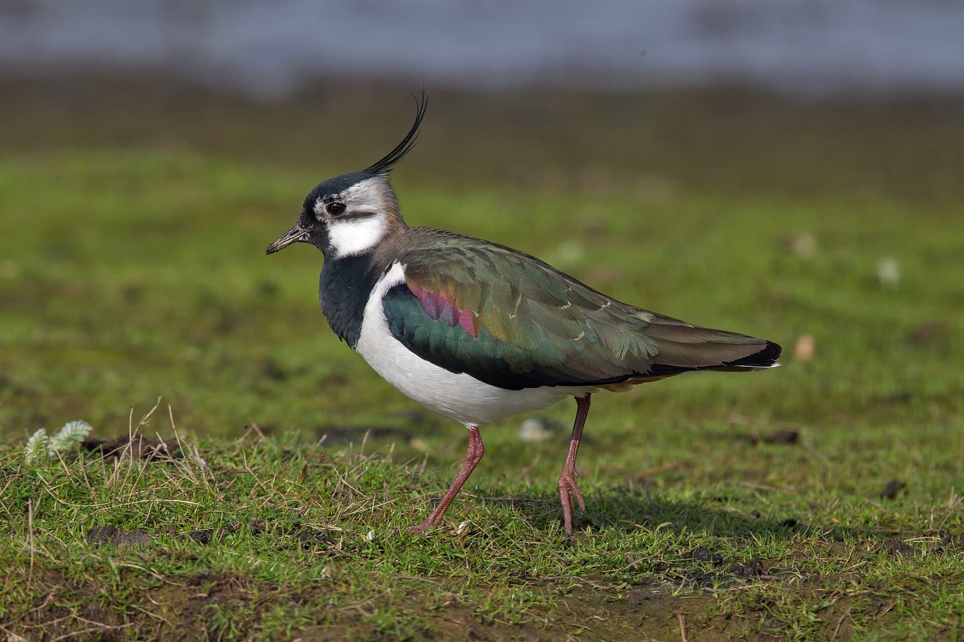 Kievit (Vanellus vanellus) - Northern-Lapwing-Vanellus-vanellus