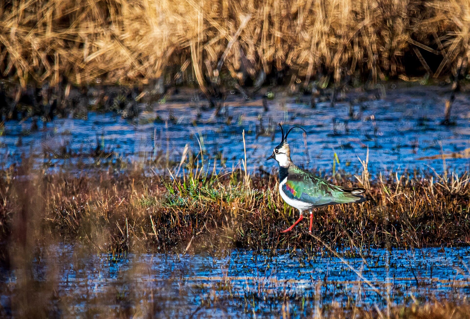 Kievit (Vanellus vanellus) - Männlicher Kiebitz (vanellus vanellus) - Naturschutzgebiet Elmpter Schwalmbruch