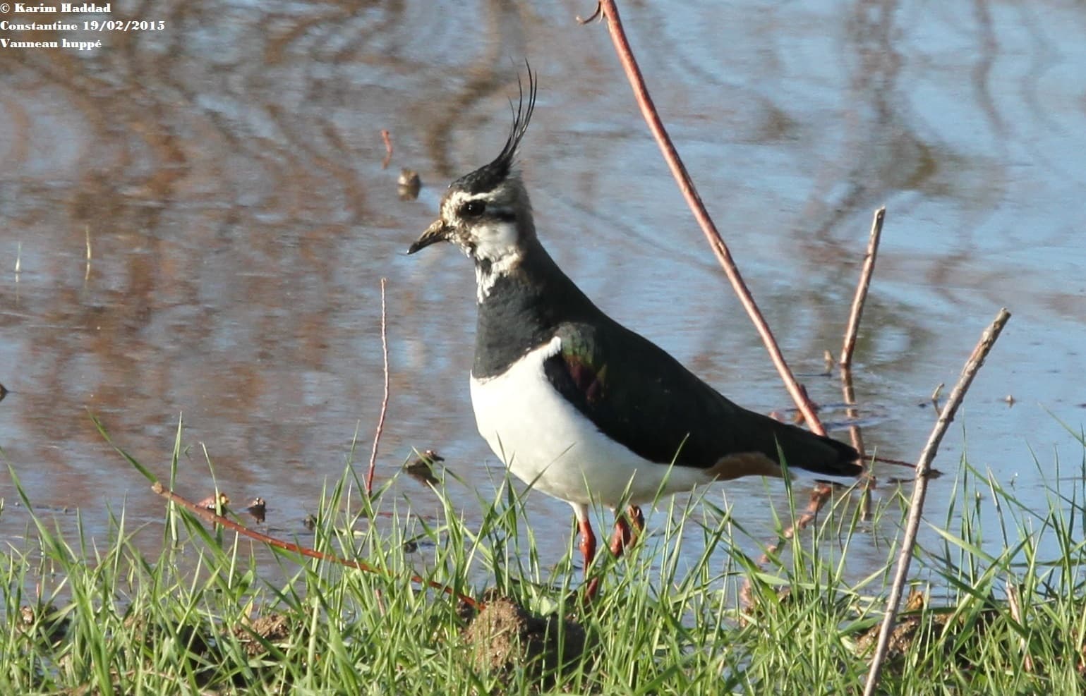Kievit (Vanellus vanellus) - Northern lapwing (Vanellus vanellus) in Algeria