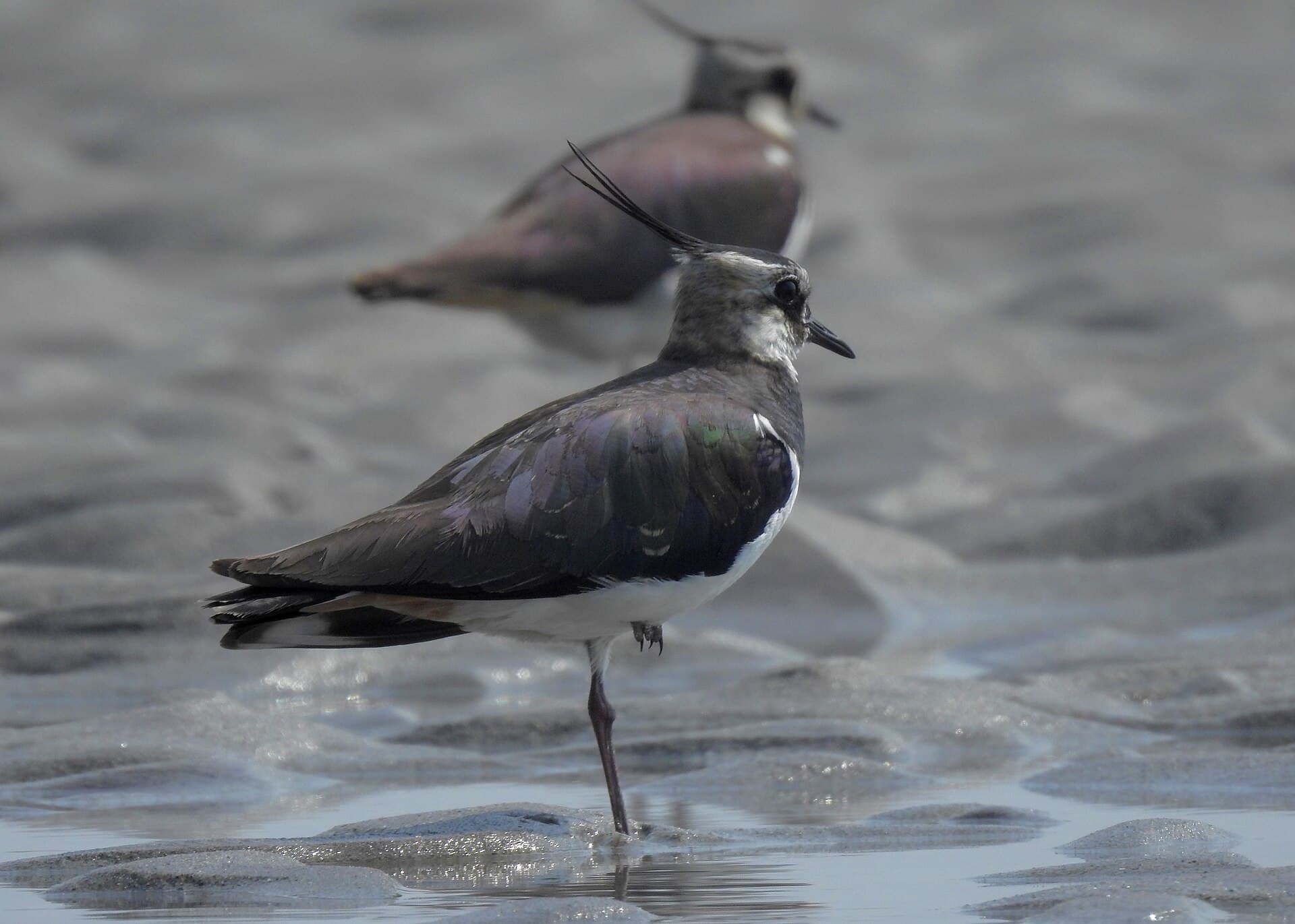 Kievit (Vanellus vanellus) - Northern Lapwing by Tisha Mukherjee 03