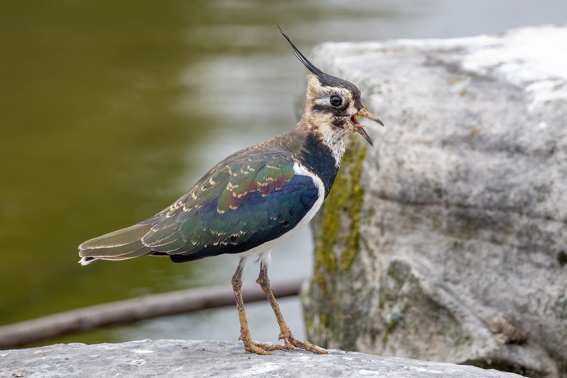 Kievit (Vanellus vanellus) - Northern lapwing 2025 09 27 02