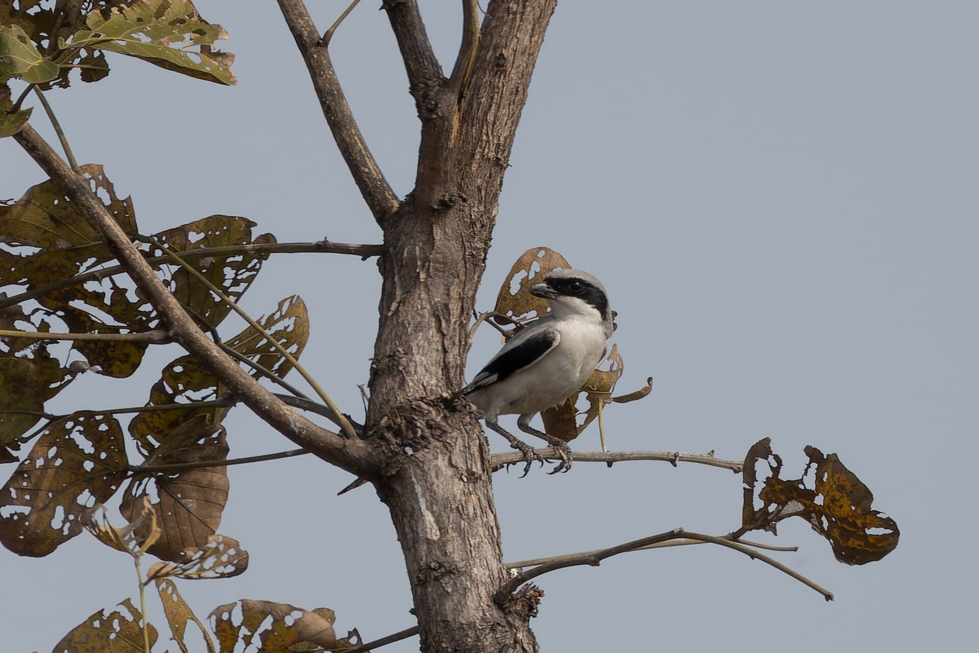 Klapekster (Lanius excubitor) - Great Grey Shrike by Tisha Mukherjee 05