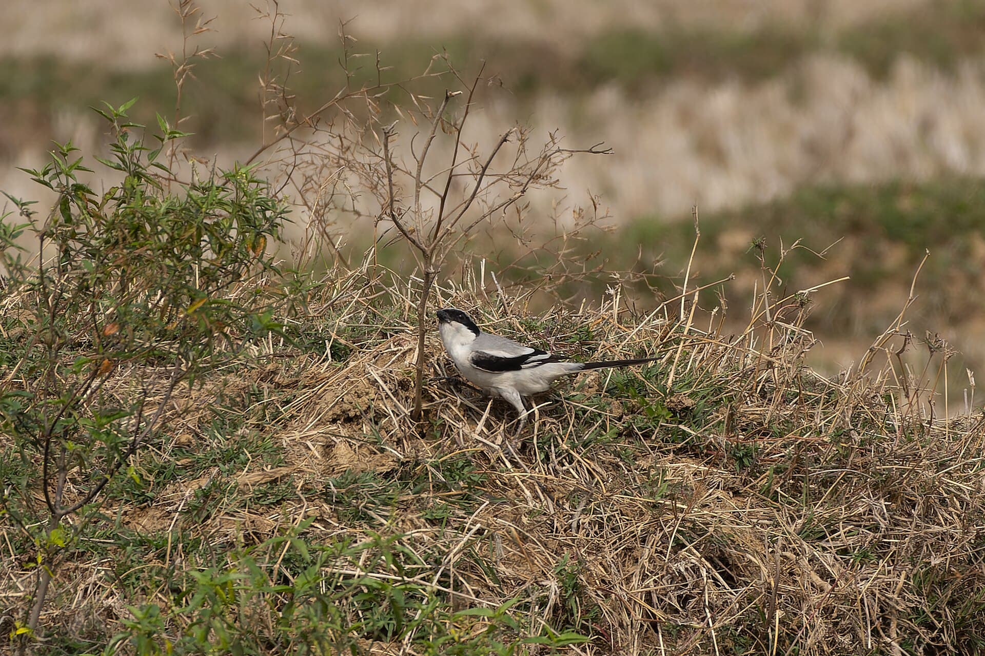 Klapekster (Lanius excubitor) - Great Grey Shrike by Tisha Mukherjee 01