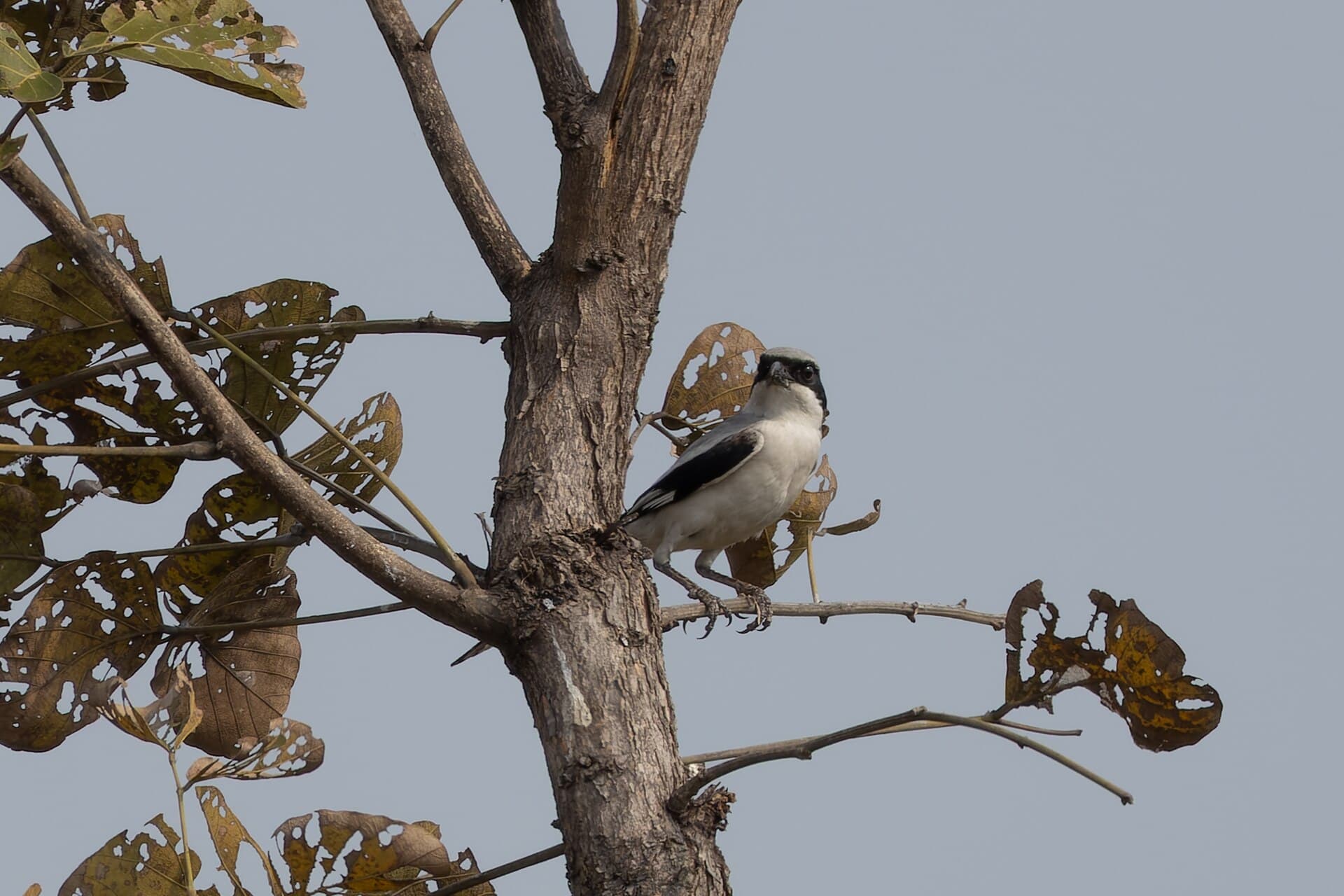 Klapekster (Lanius excubitor) - Great Grey Shrike by Tisha Mukherjee 06