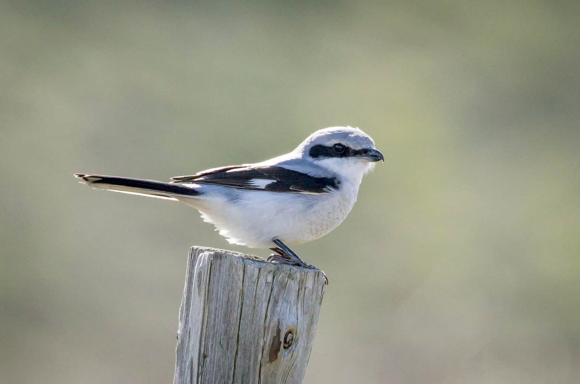 Klapekster (Lanius excubitor) - Lanius excubitor, Chilham, Kent 1