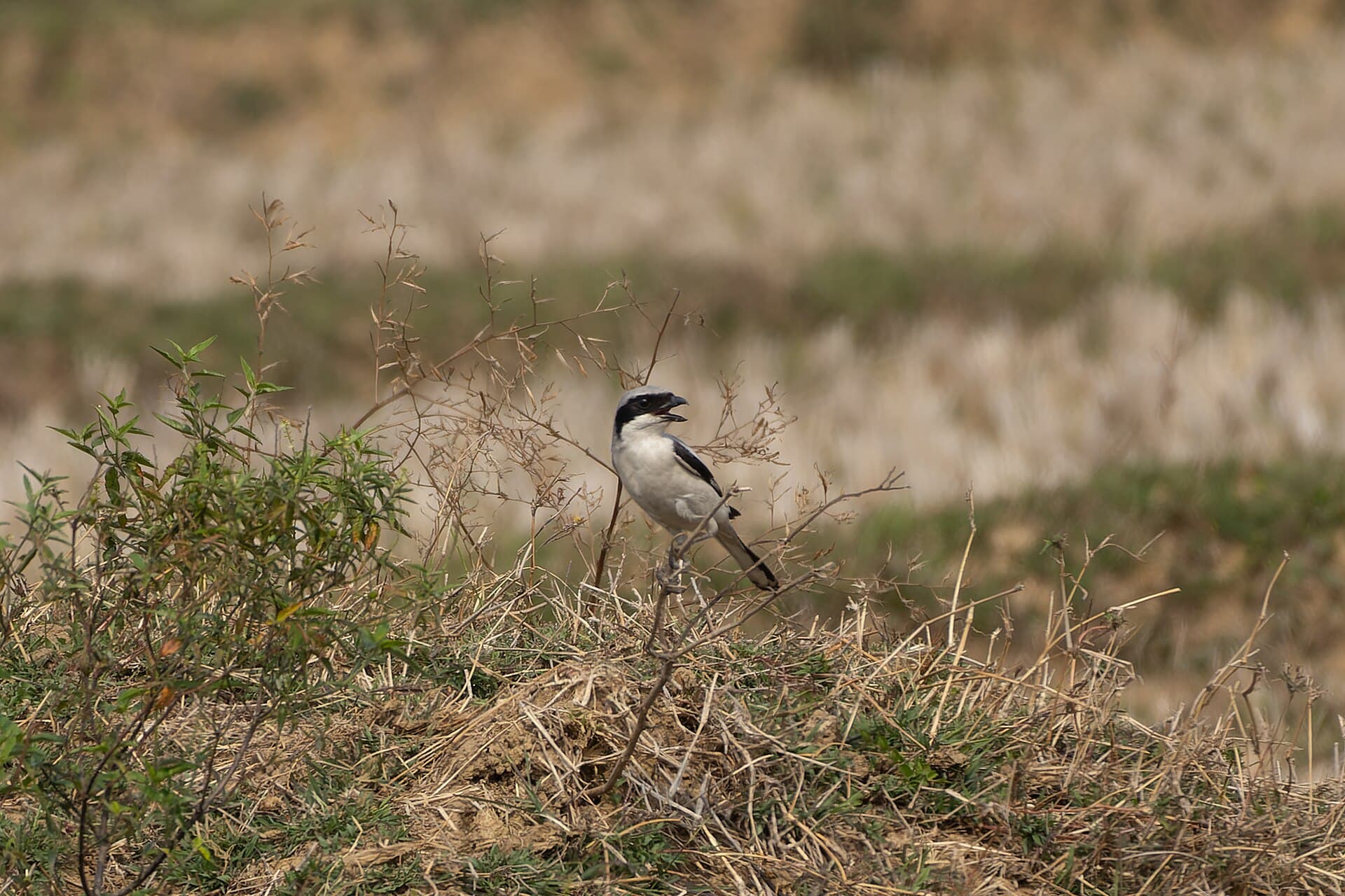 Klapekster (Lanius excubitor) - Great Grey Shrike by Tisha Mukherjee 02