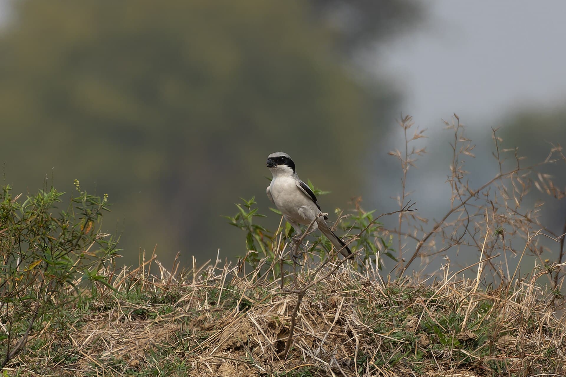 Klapekster (Lanius excubitor) - Great Grey Shrike by Tisha Mukherjee 03