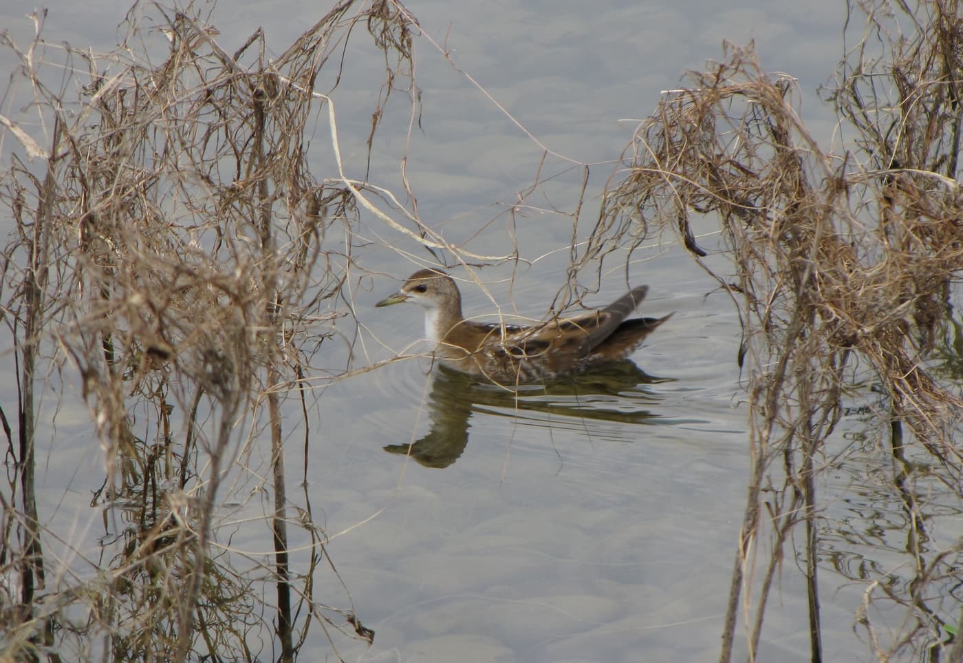 Klein Waterhoen (Porzana parva) - Zapornia parva Porzana parva
