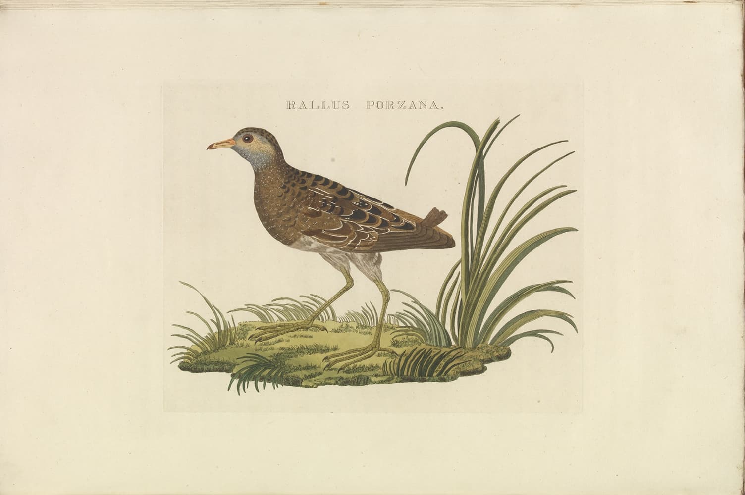 Klein Waterhoen (Porzana parva) - Spotted crake from Nederlandsche vogelen (Dutch birds) by Nozeman and Sepp (1770-1829)