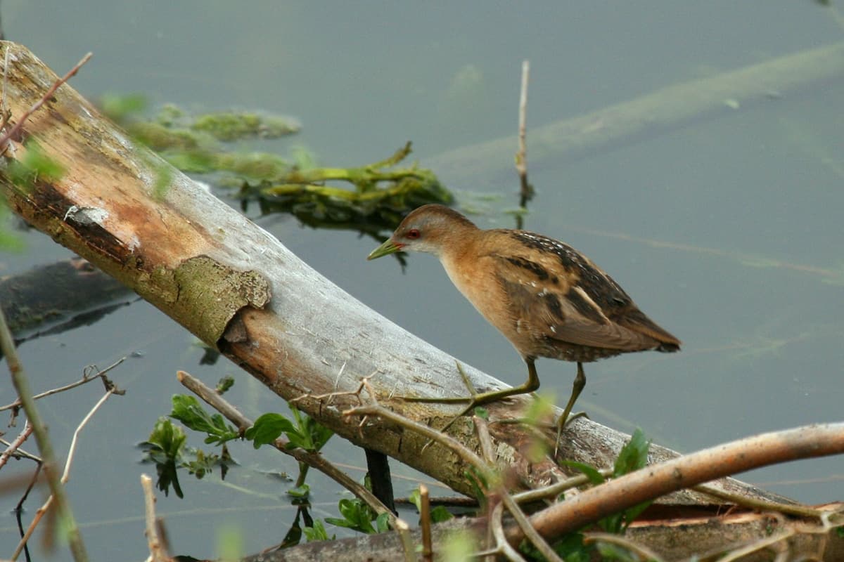Klein Waterhoen (Porzana parva) - Porzana parva