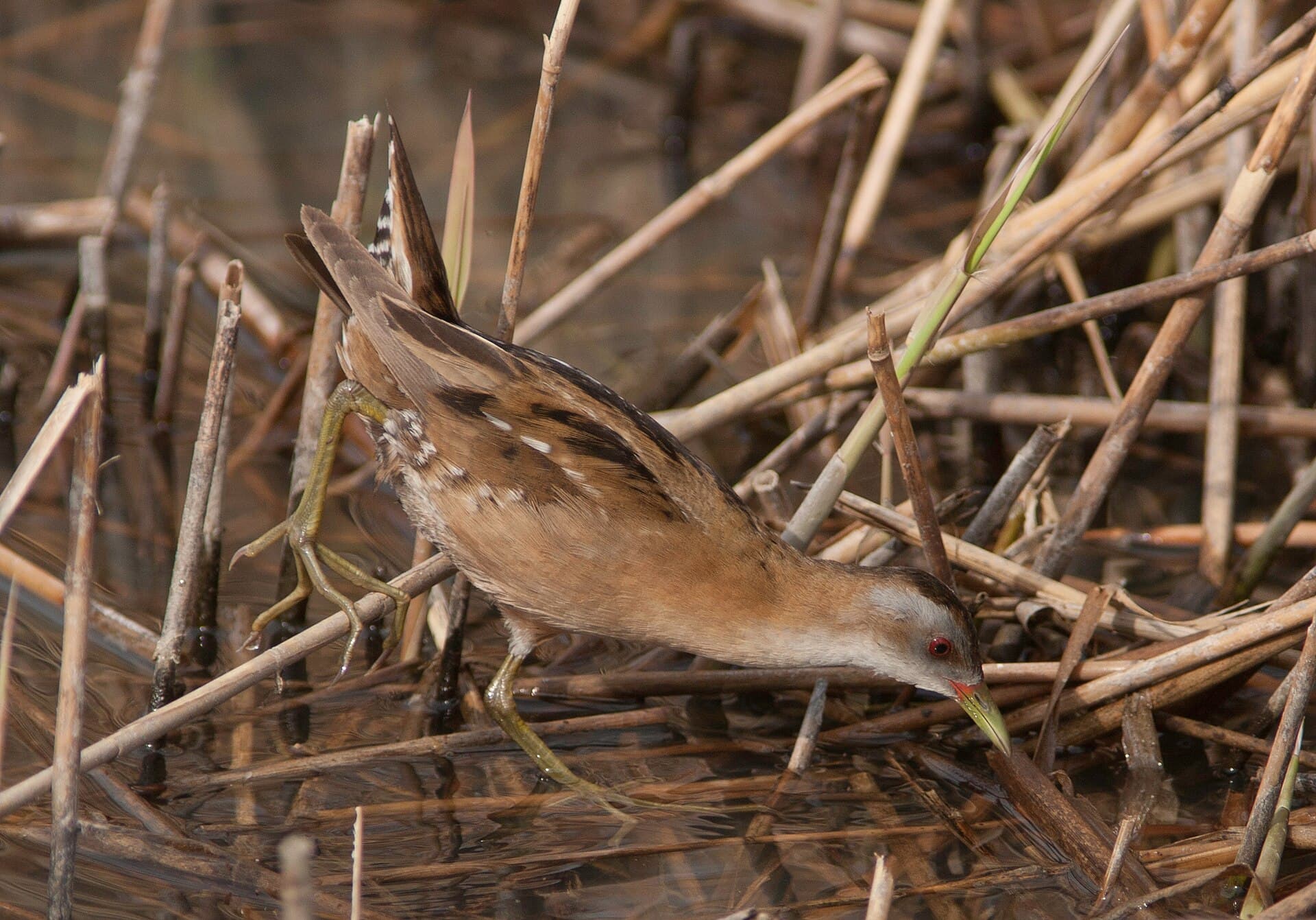 Klein Waterhoen (Porzana parva) - Schiribilla